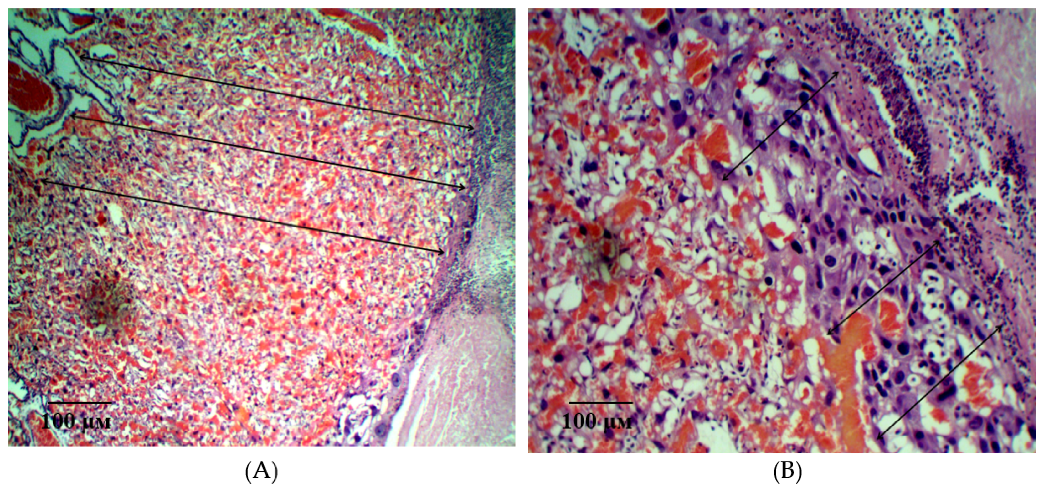 Ijms 21 06759 g012 Ijms 21 06759 g012