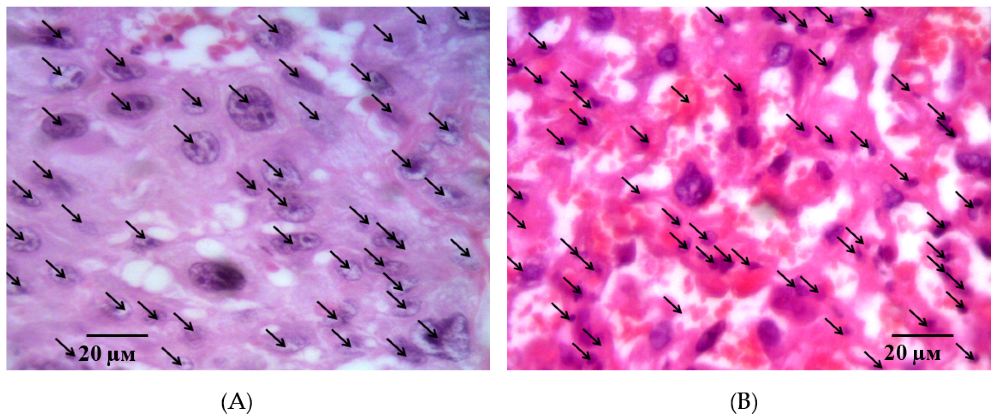 Ijms 21 06759 g013 Ijms 21 06759 g013