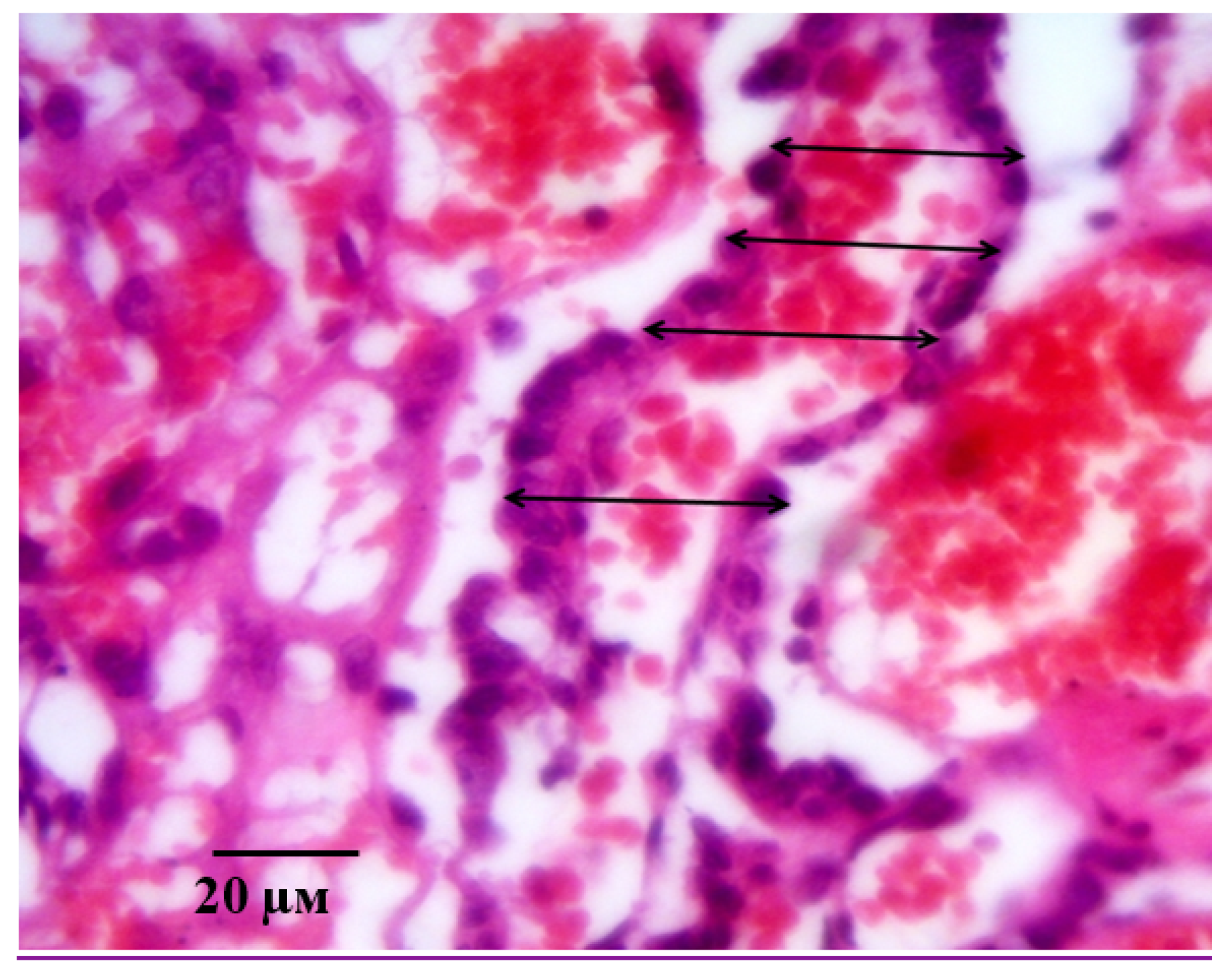 Ijms 21 06759 g014 Ijms 21 06759 g014