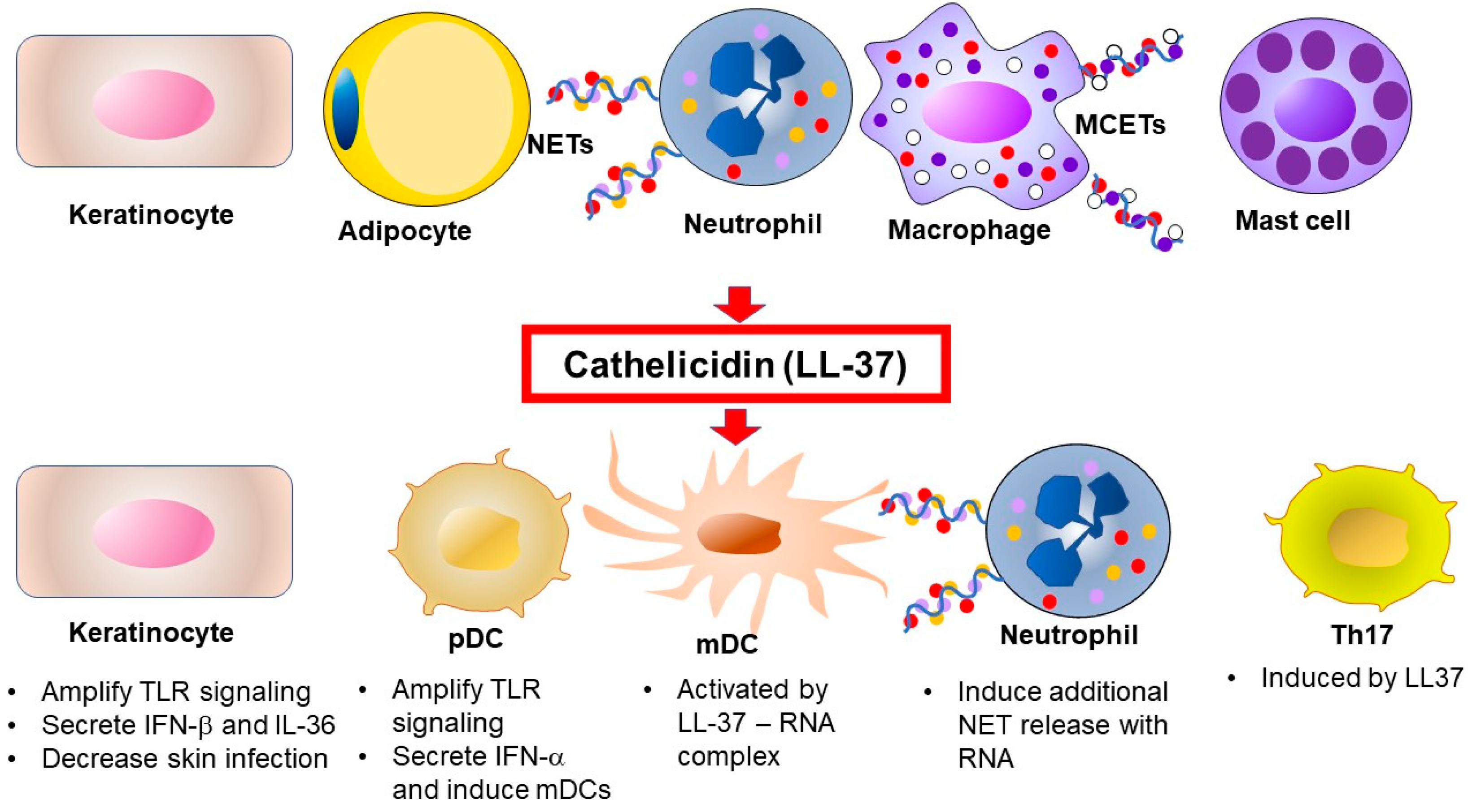 Ijms 21 06791 g001 Ijms 21 06791 g001