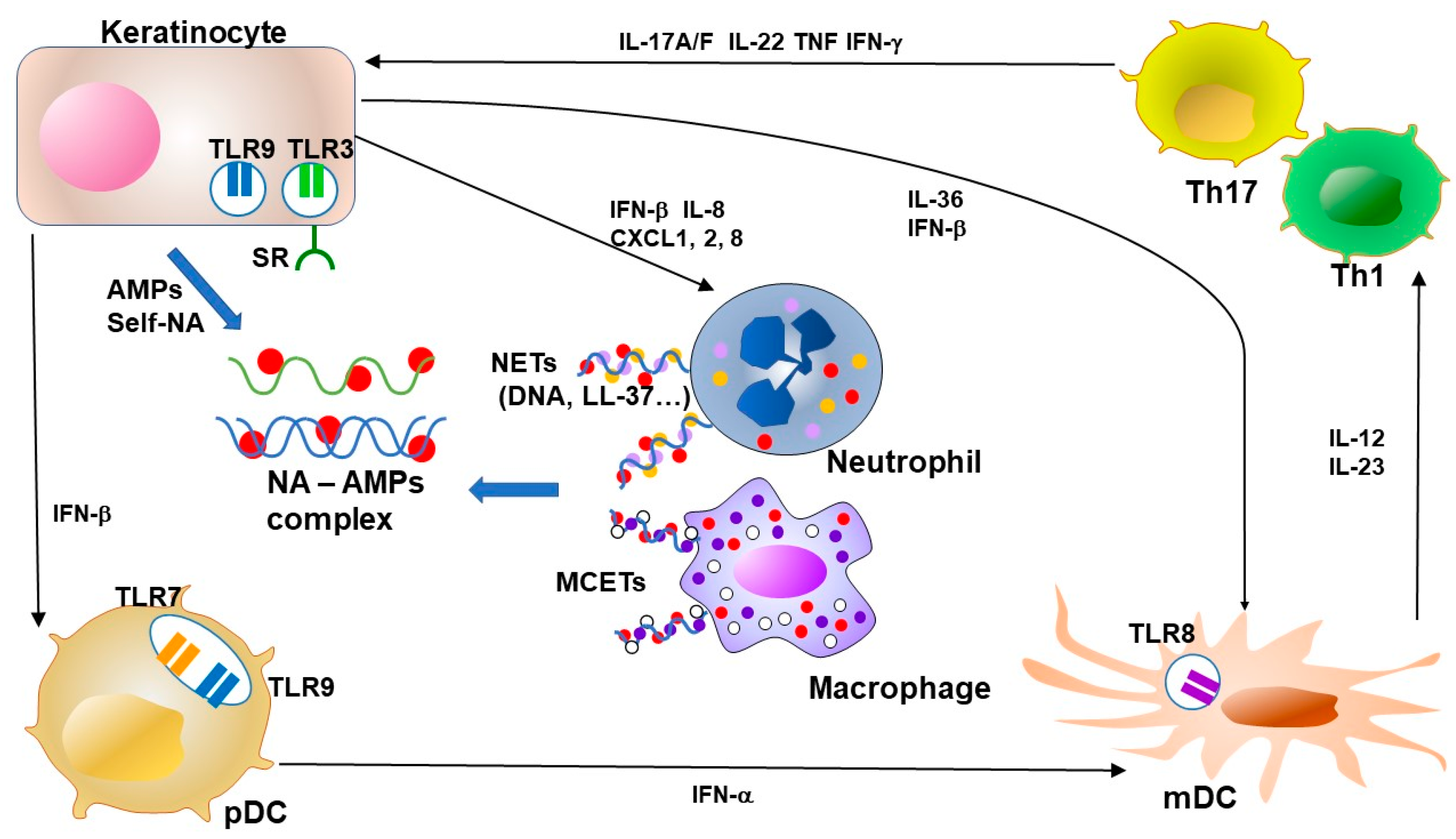Ijms 21 06791 g003 Ijms 21 06791 g003