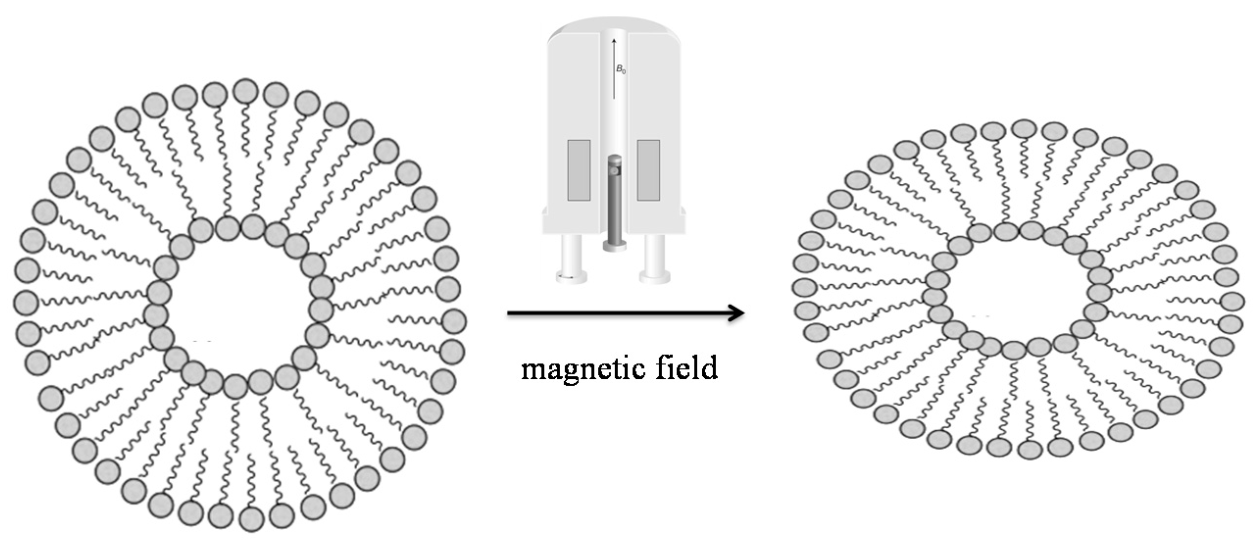 Ijms 21 06804 g010 Ijms 21 06804 g010