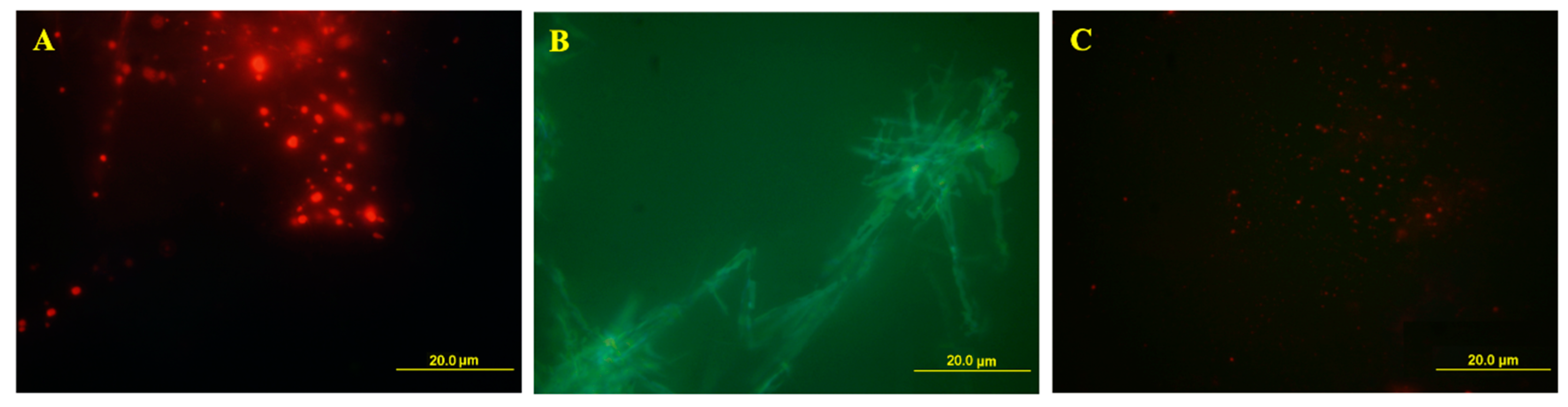 Ijms 21 06804 g012 Ijms 21 06804 g012