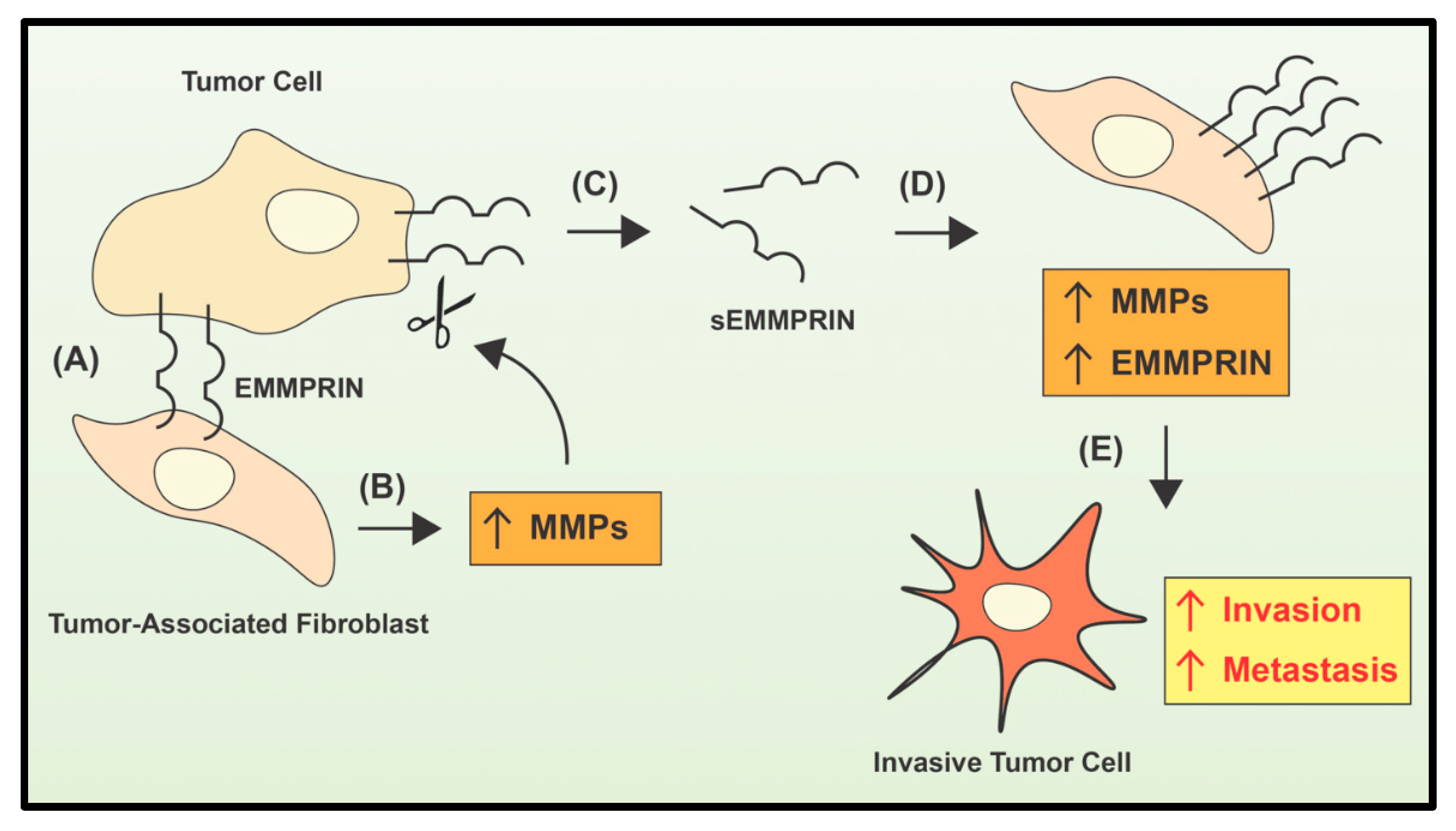 Ijms 21 06805 g001 Ijms 21 06805 g001