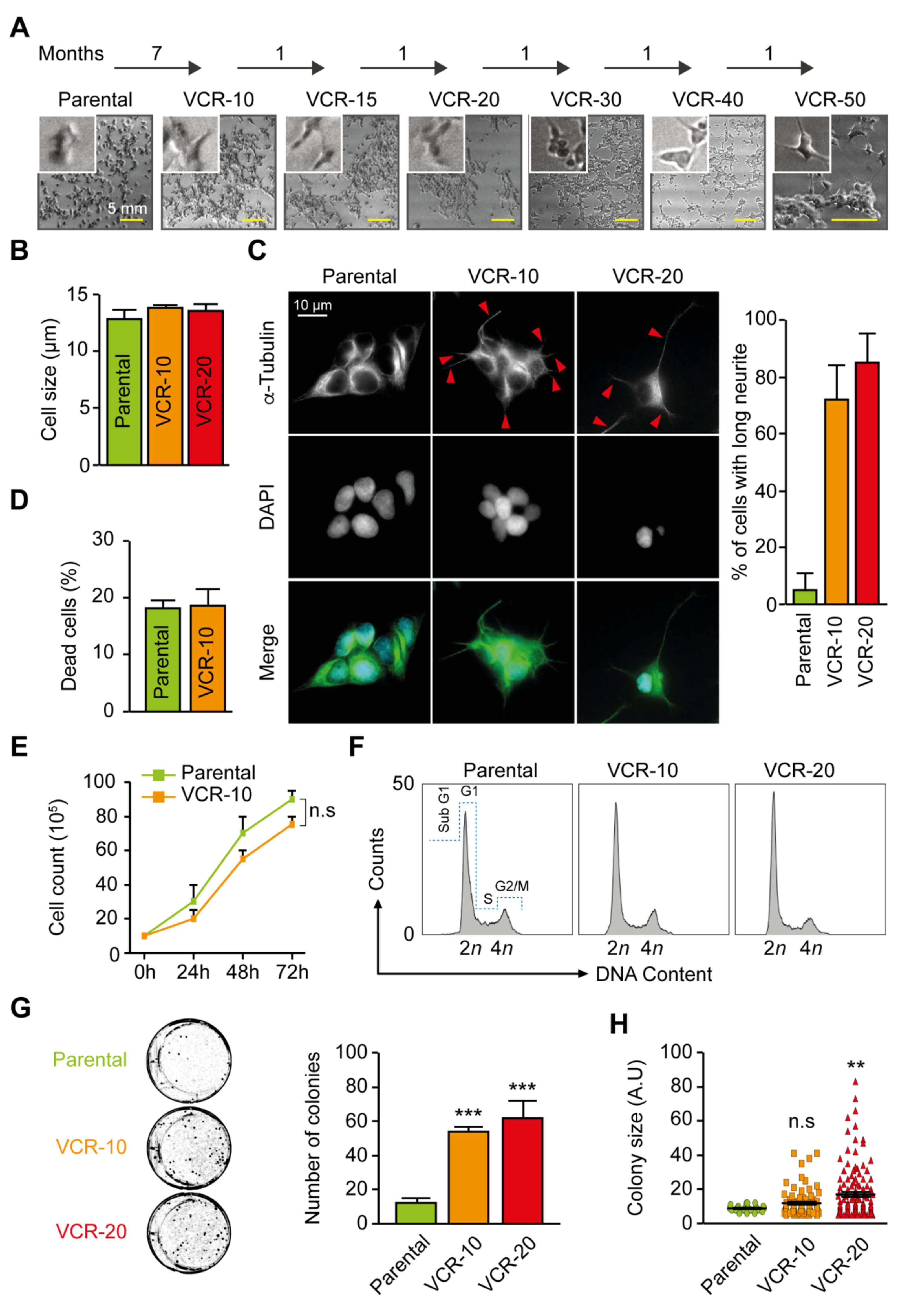 Ijms 21 06811 g001 Ijms 21 06811 g001