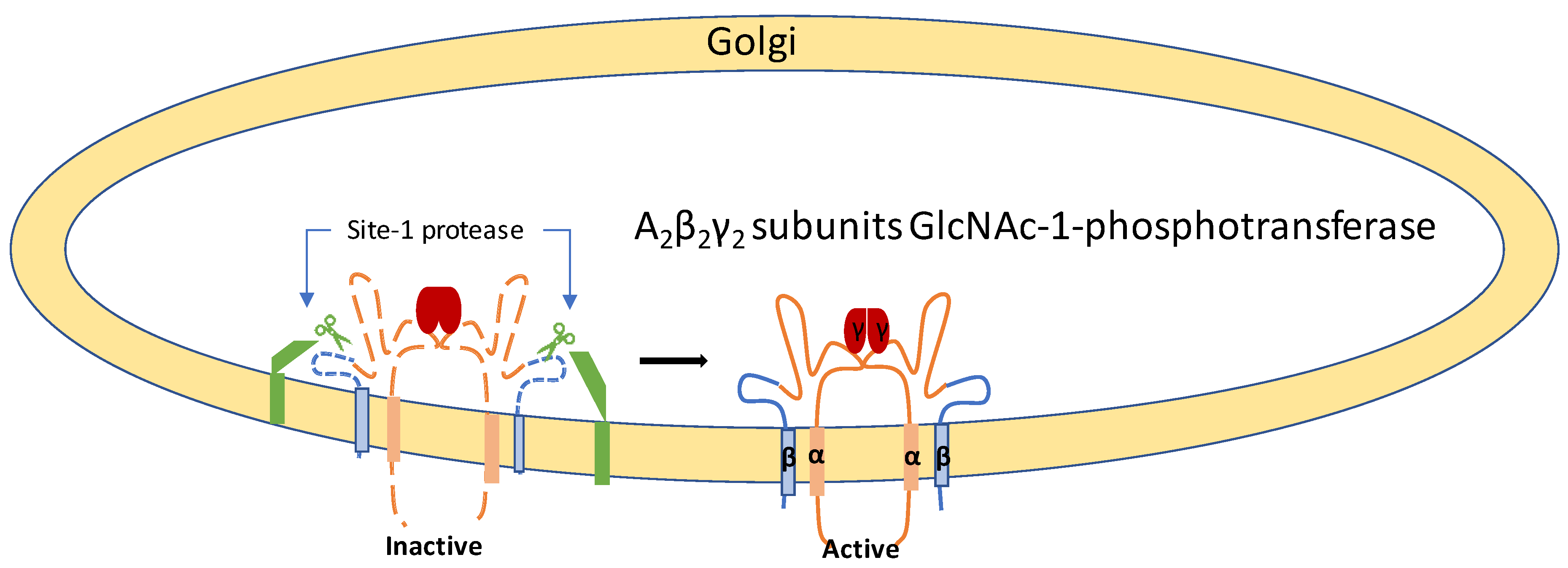 Ijms 21 06812 g004 Ijms 21 06812 g004