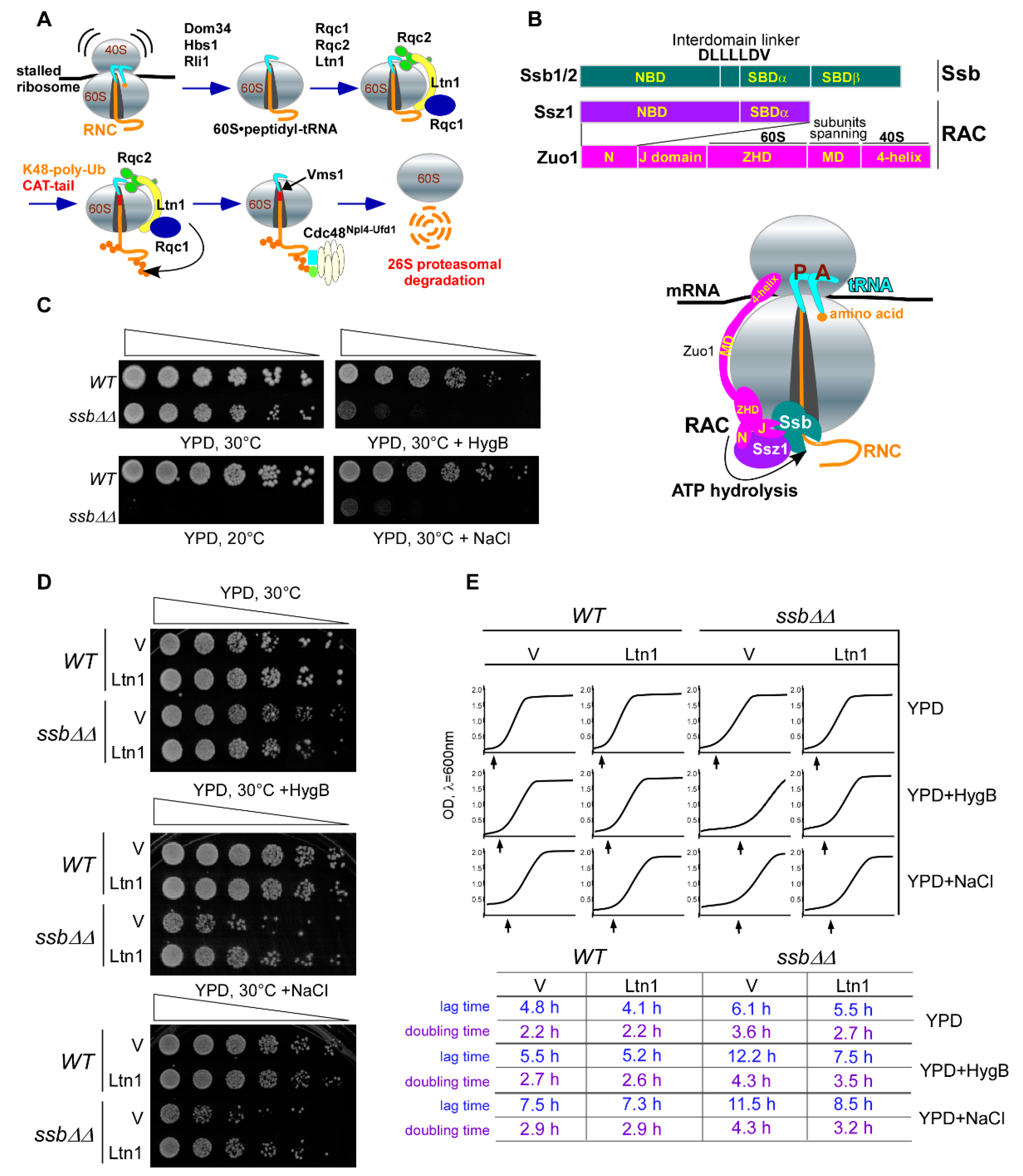 Ijms 21 06815 g001 Ijms 21 06815 g001