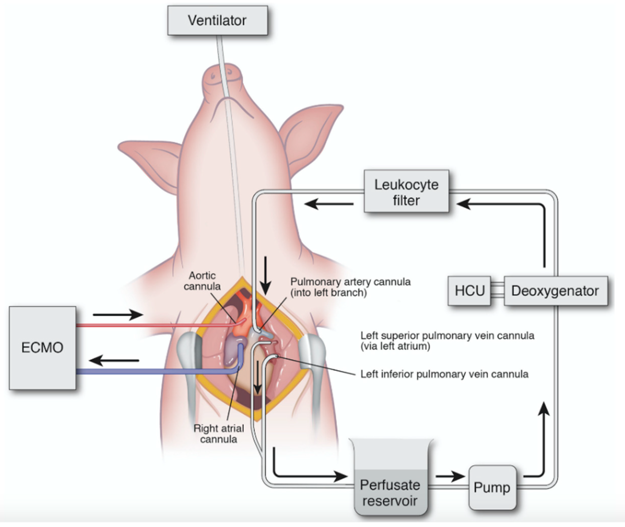 Ijms 21 06820 g003 Ijms 21 06820 g003