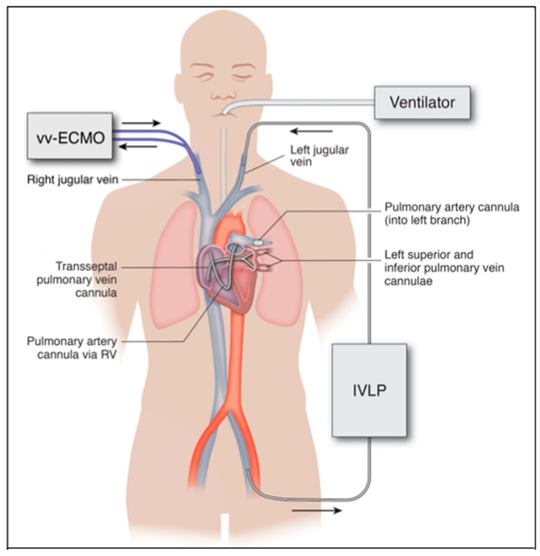 Ijms 21 06820 g004 Ijms 21 06820 g004