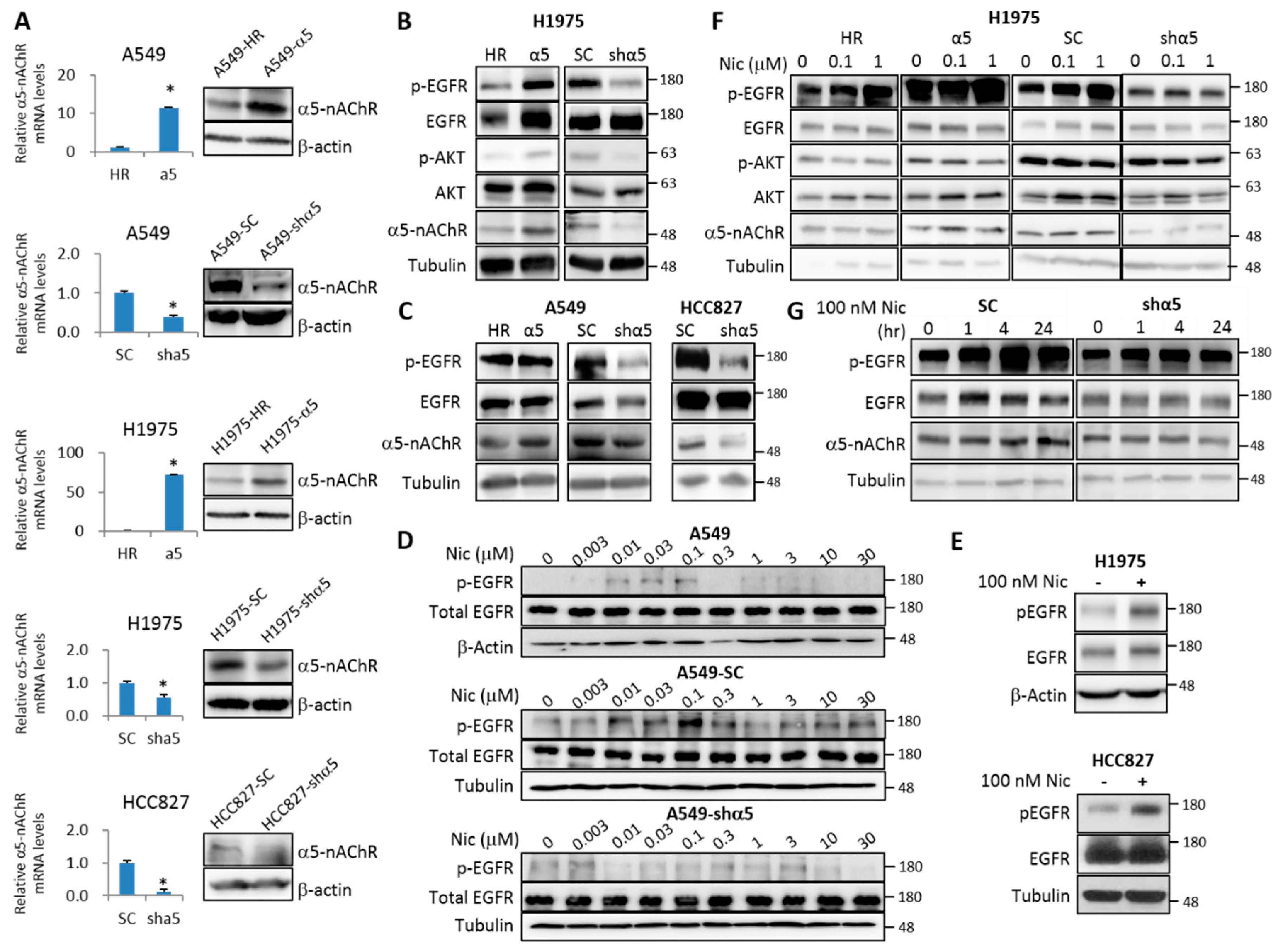 Ijms 21 06829 g002 Ijms 21 06829 g002