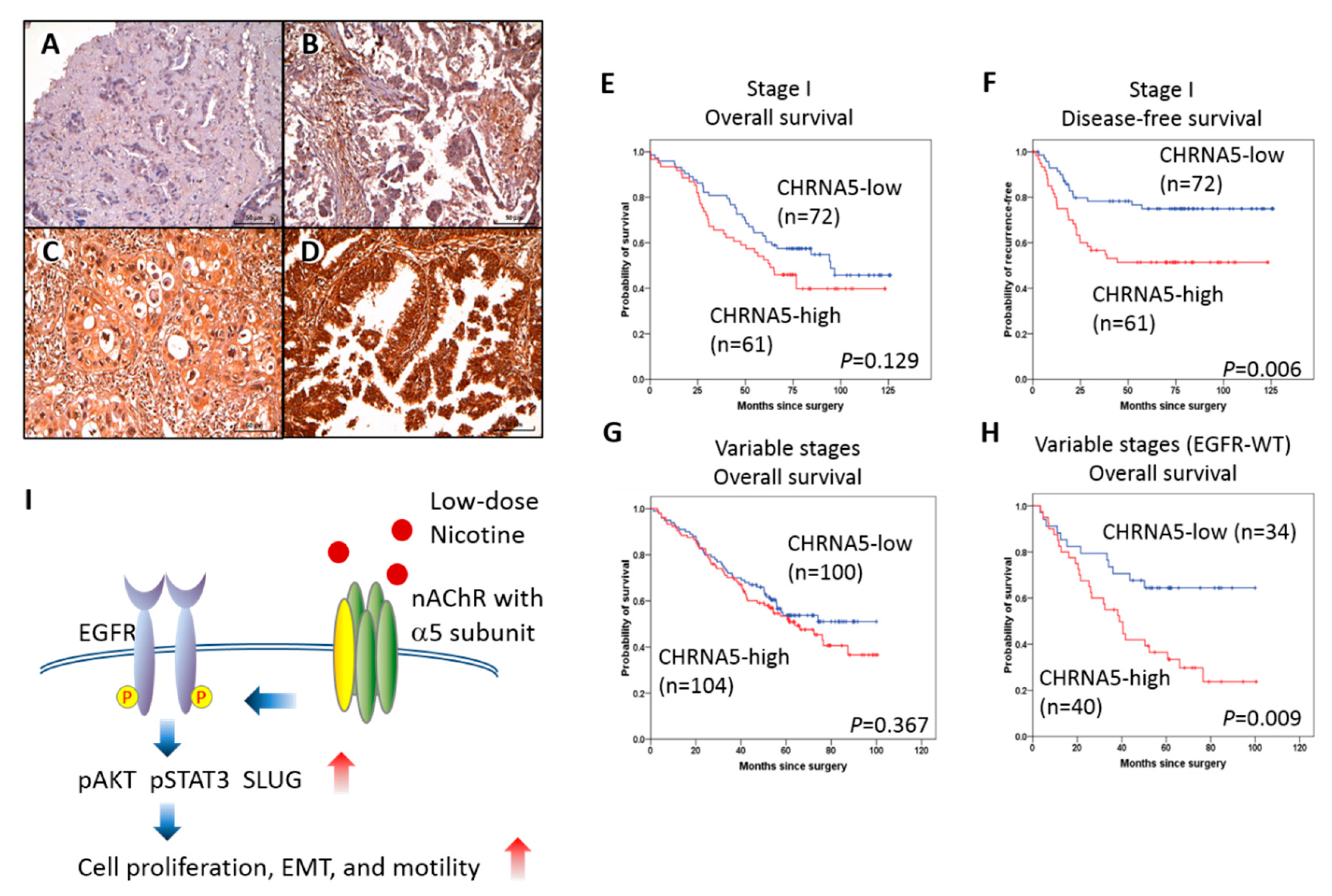 Ijms 21 06829 g006 Ijms 21 06829 g006