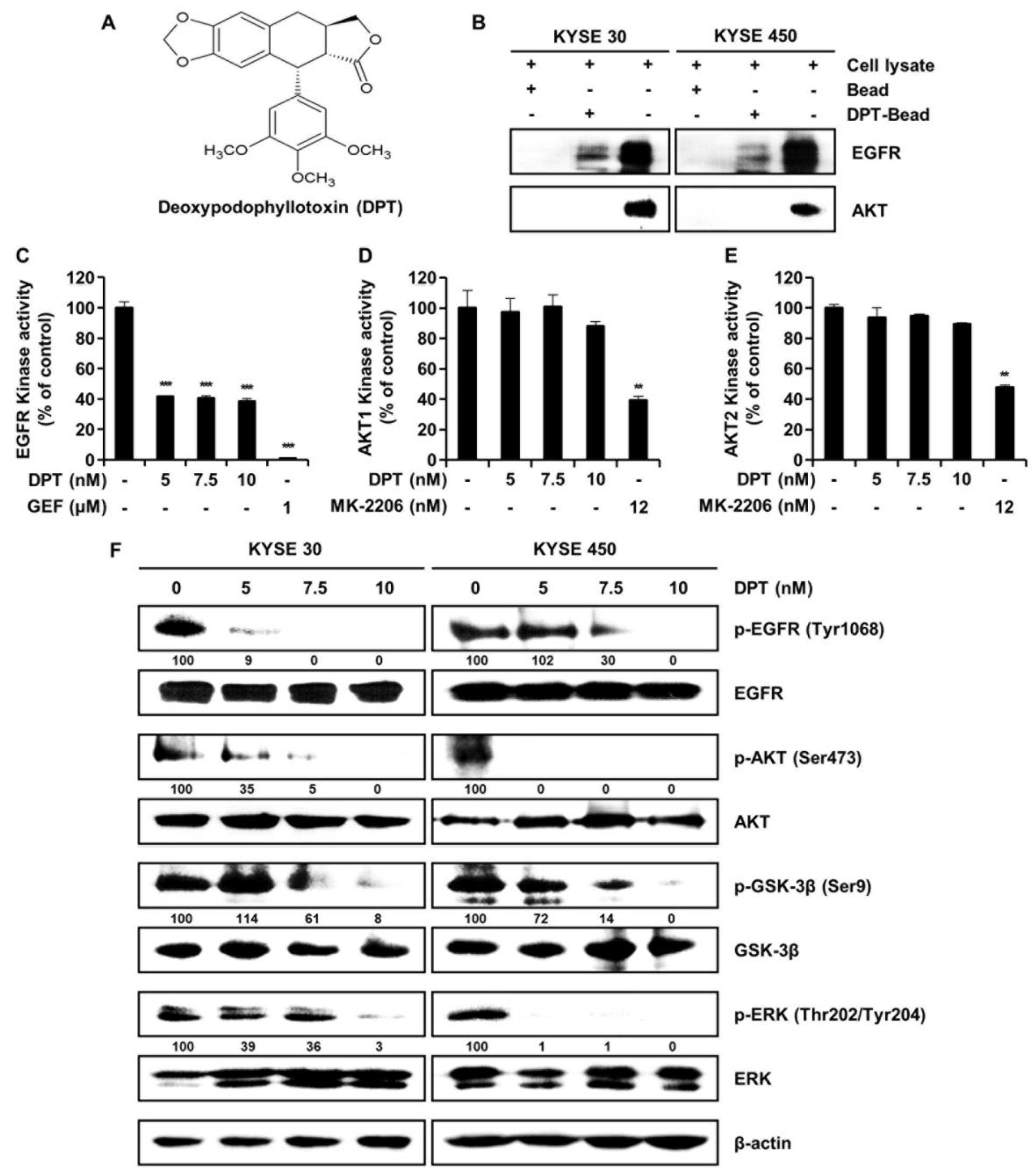 Ijms 21 06854 g001 Ijms 21 06854 g001