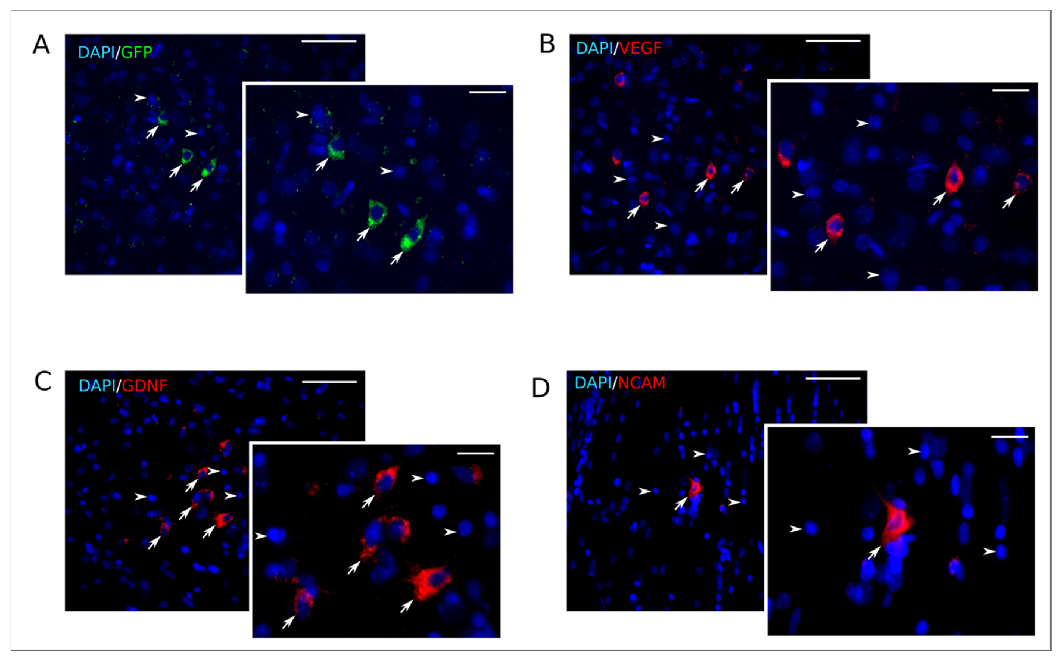 Ijms 21 06858 g010 Ijms 21 06858 g010