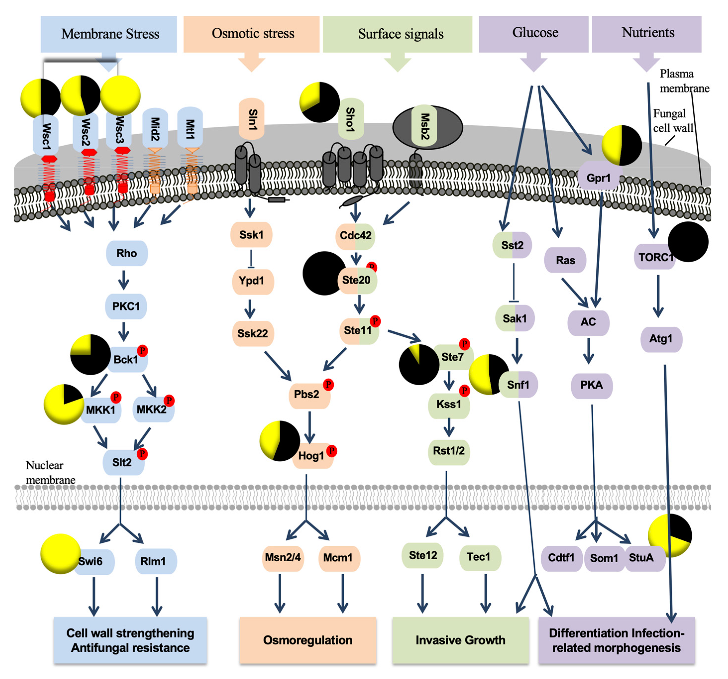 Ijms 21 06876 g008 Ijms 21 06876 g008