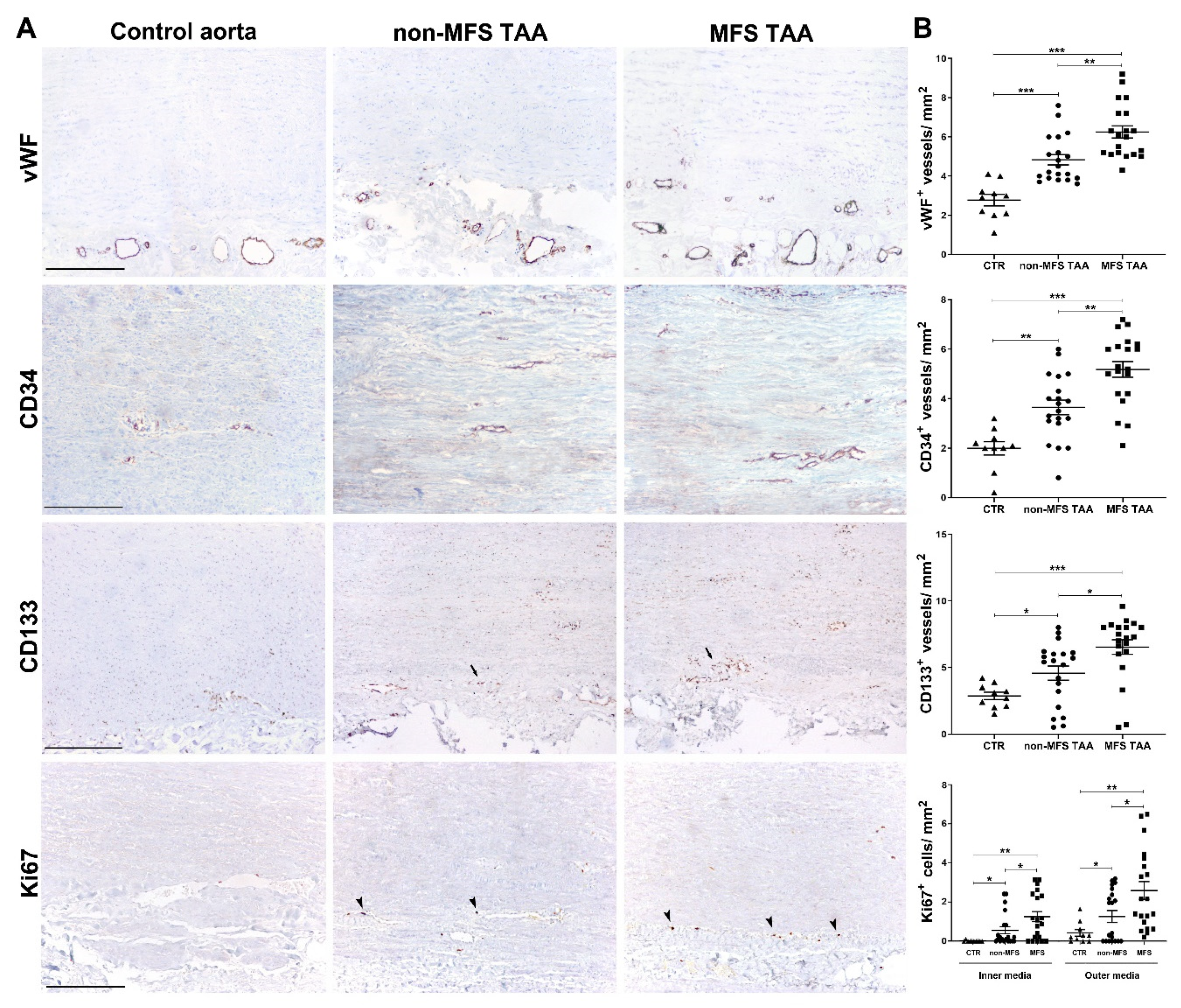 Ijms 21 06886 g003 Ijms 21 06886 g003