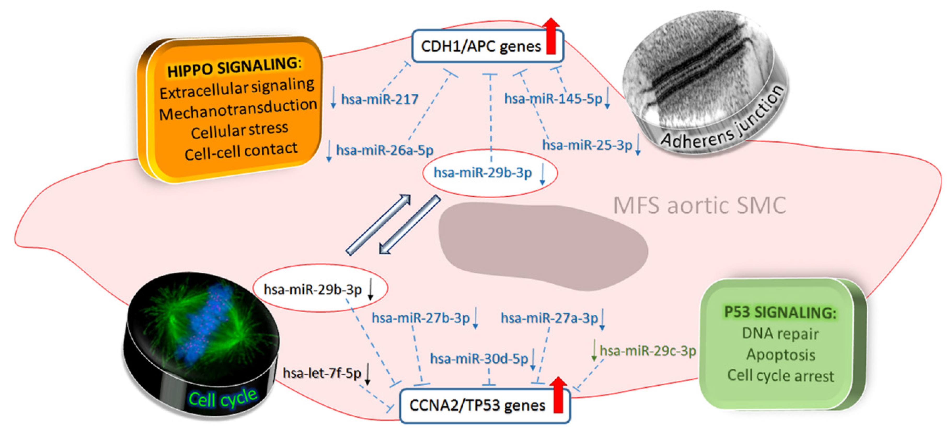 Ijms 21 06886 g006 Ijms 21 06886 g006