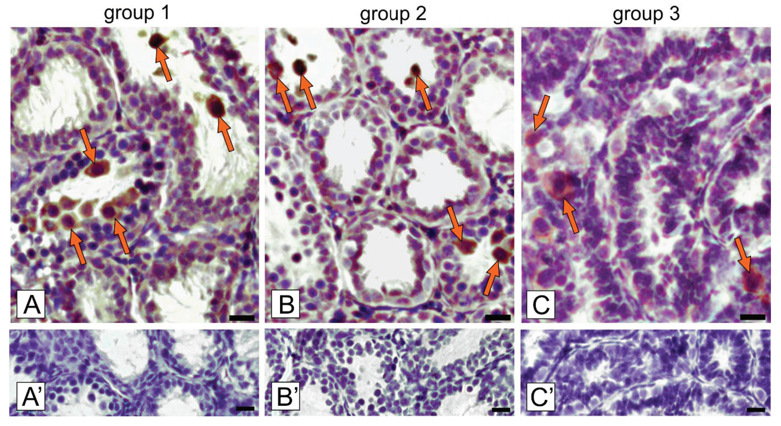 Ijms 21 06888 g003 Ijms 21 06888 g003