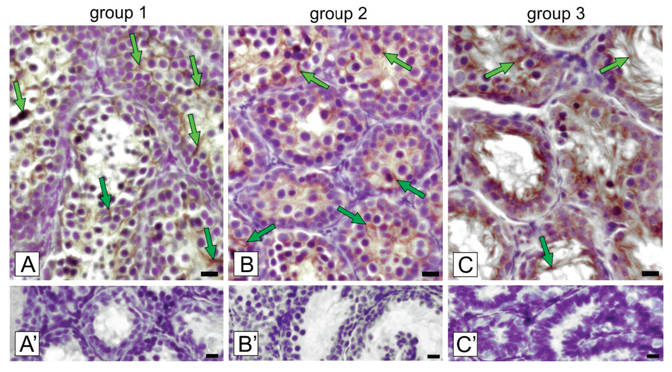 Ijms 21 06888 g004 Ijms 21 06888 g004