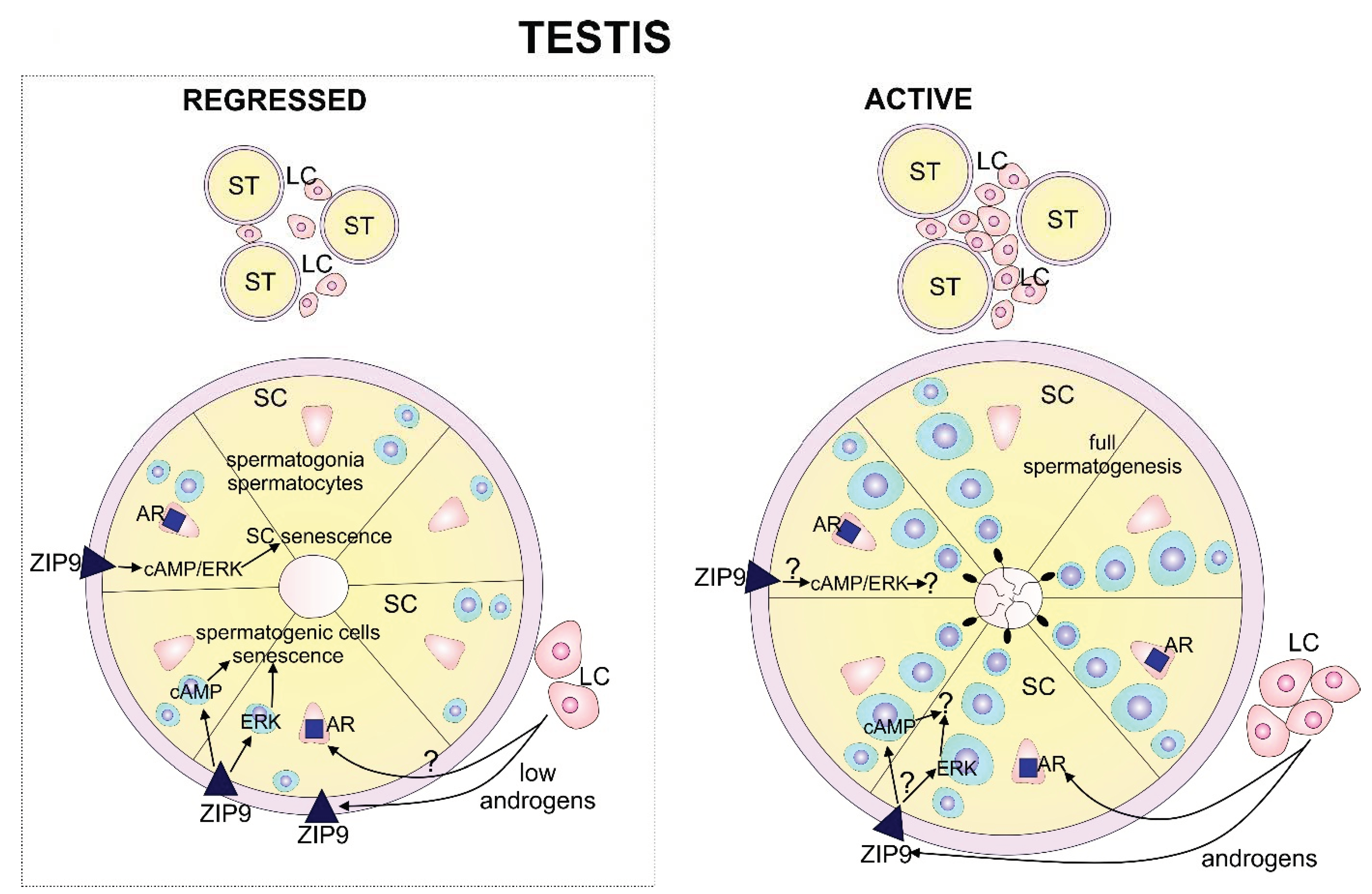 Ijms 21 06888 g006 Ijms 21 06888 g006