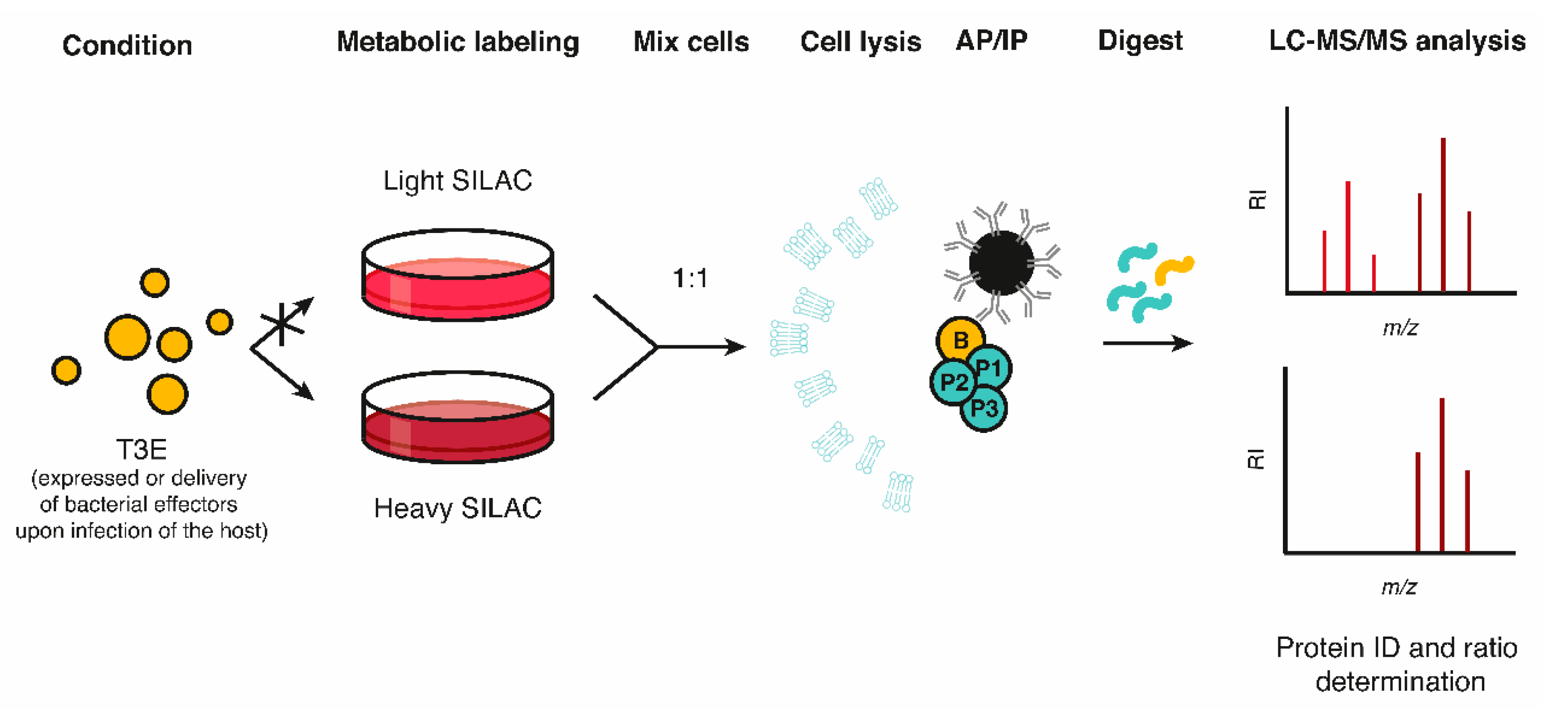 Ijms 21 06891 g003 Ijms 21 06891 g003
