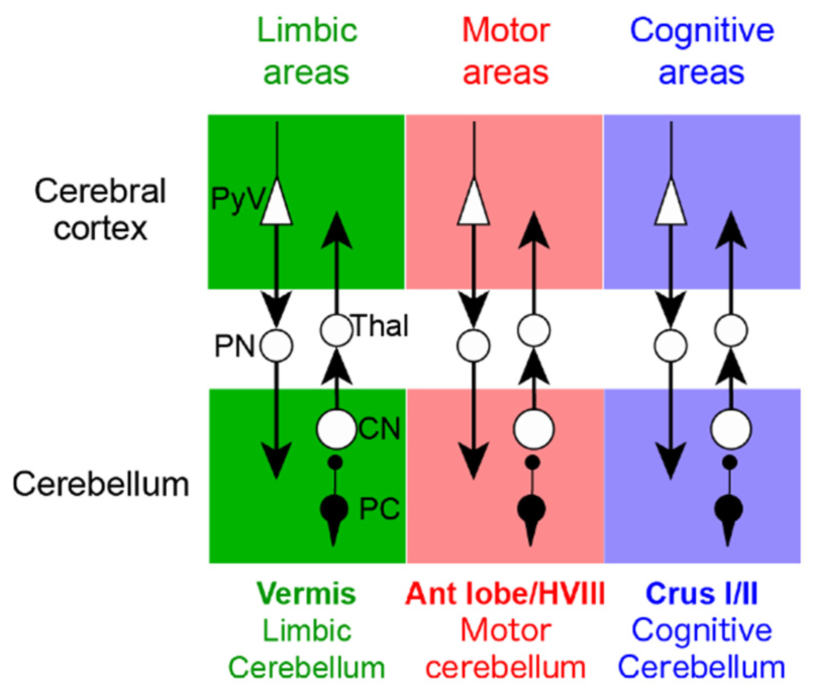 Ijms 21 06900 g003 Ijms 21 06900 g003