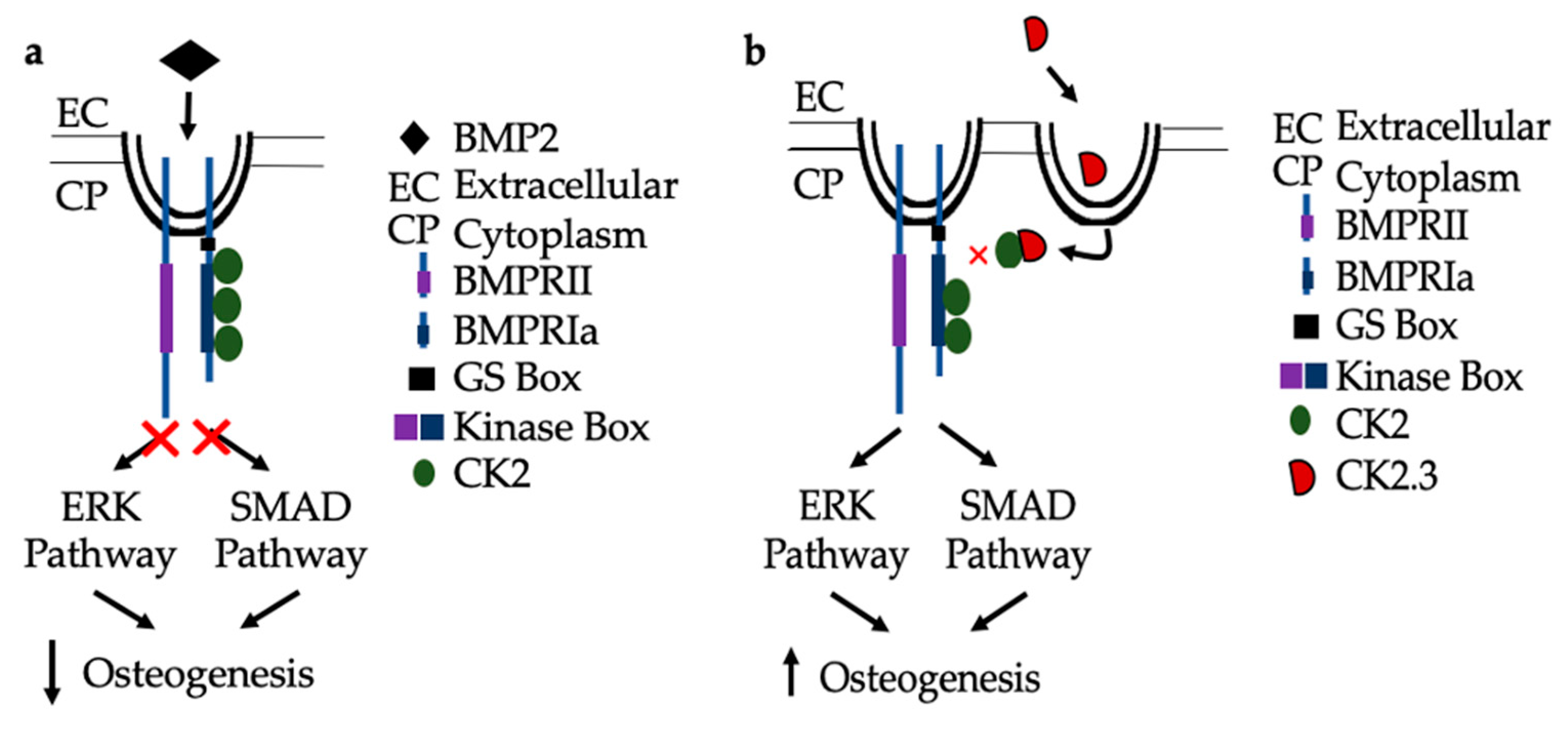 Ijms 21 06909 g008 Ijms 21 06909 g008