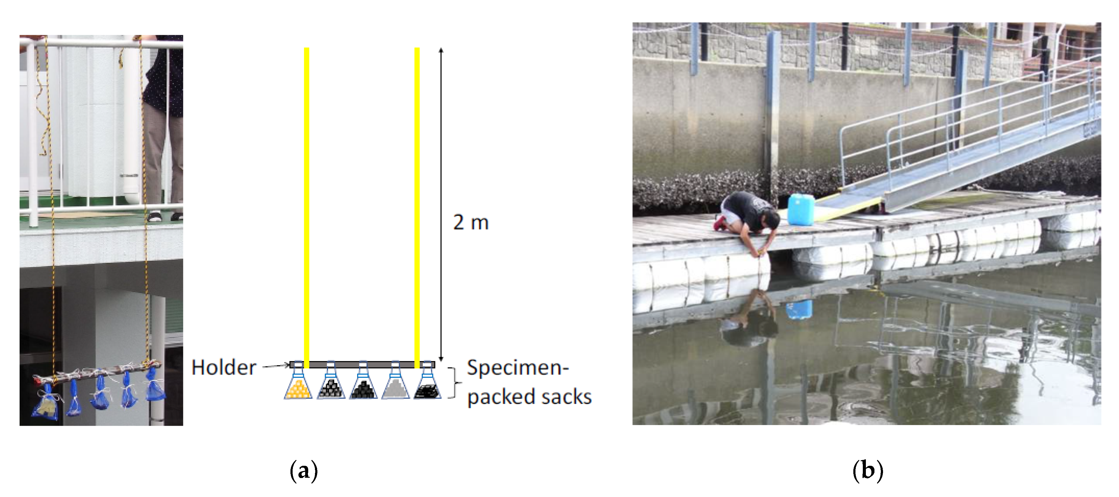 Ijms 21 06945 g007 Ijms 21 06945 g007