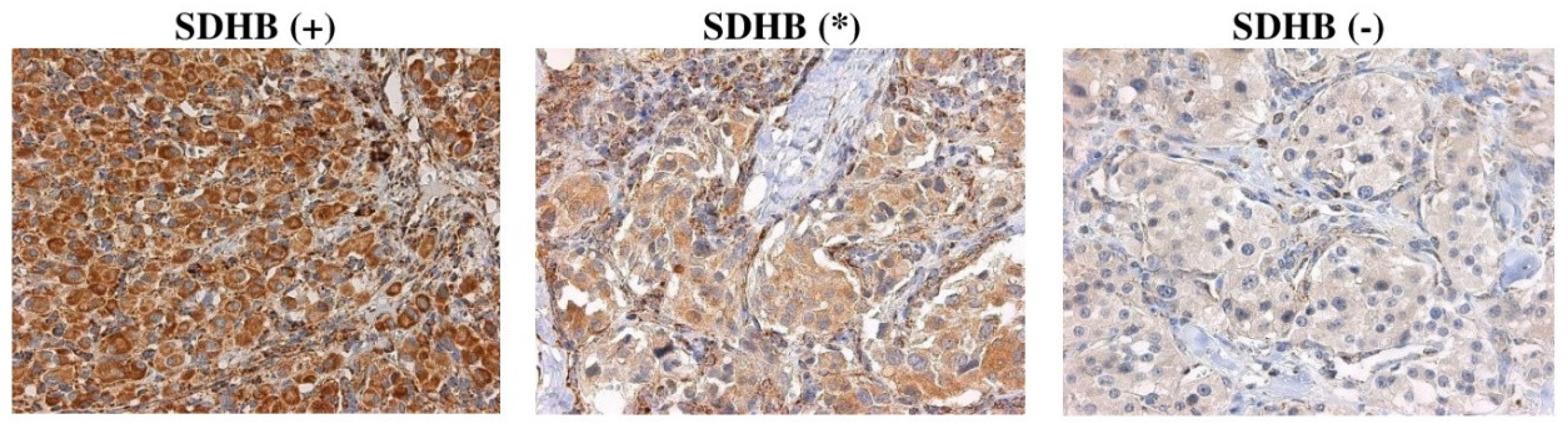 Ijms 21 06950 g002 Ijms 21 06950 g002