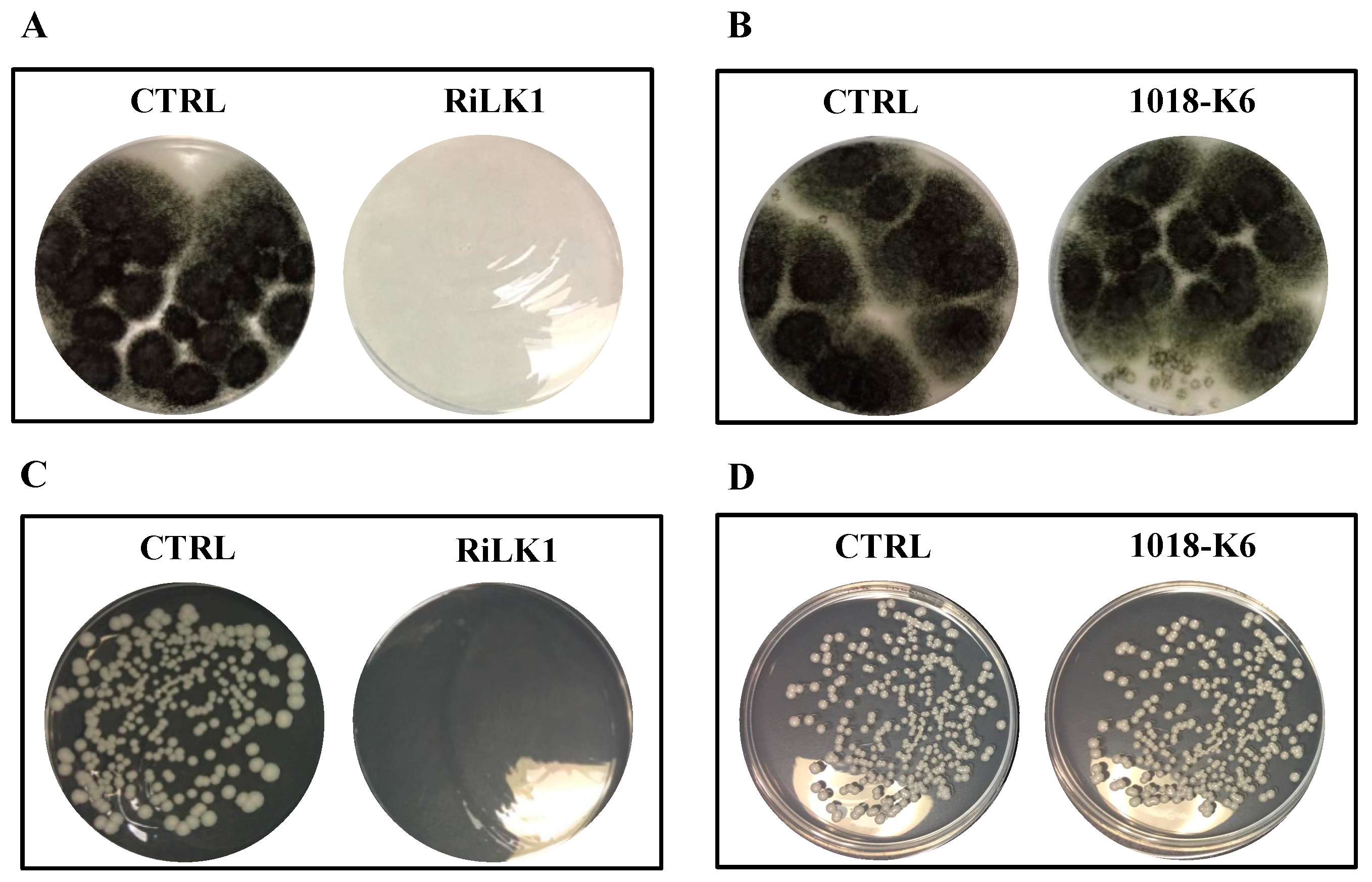 Ijms 21 06952 g007 Ijms 21 06952 g007