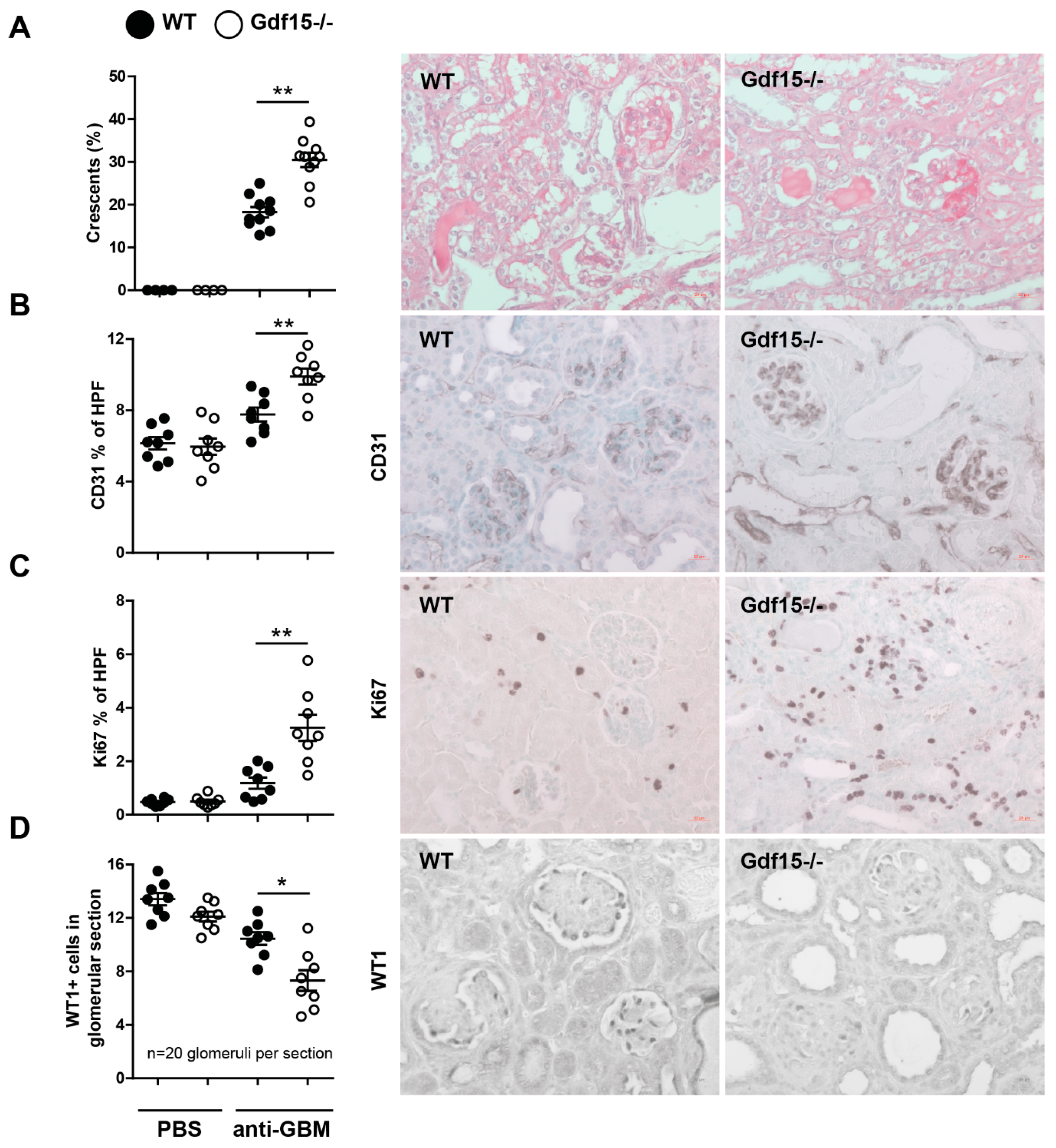 Ijms 21 06978 g003 Ijms 21 06978 g003