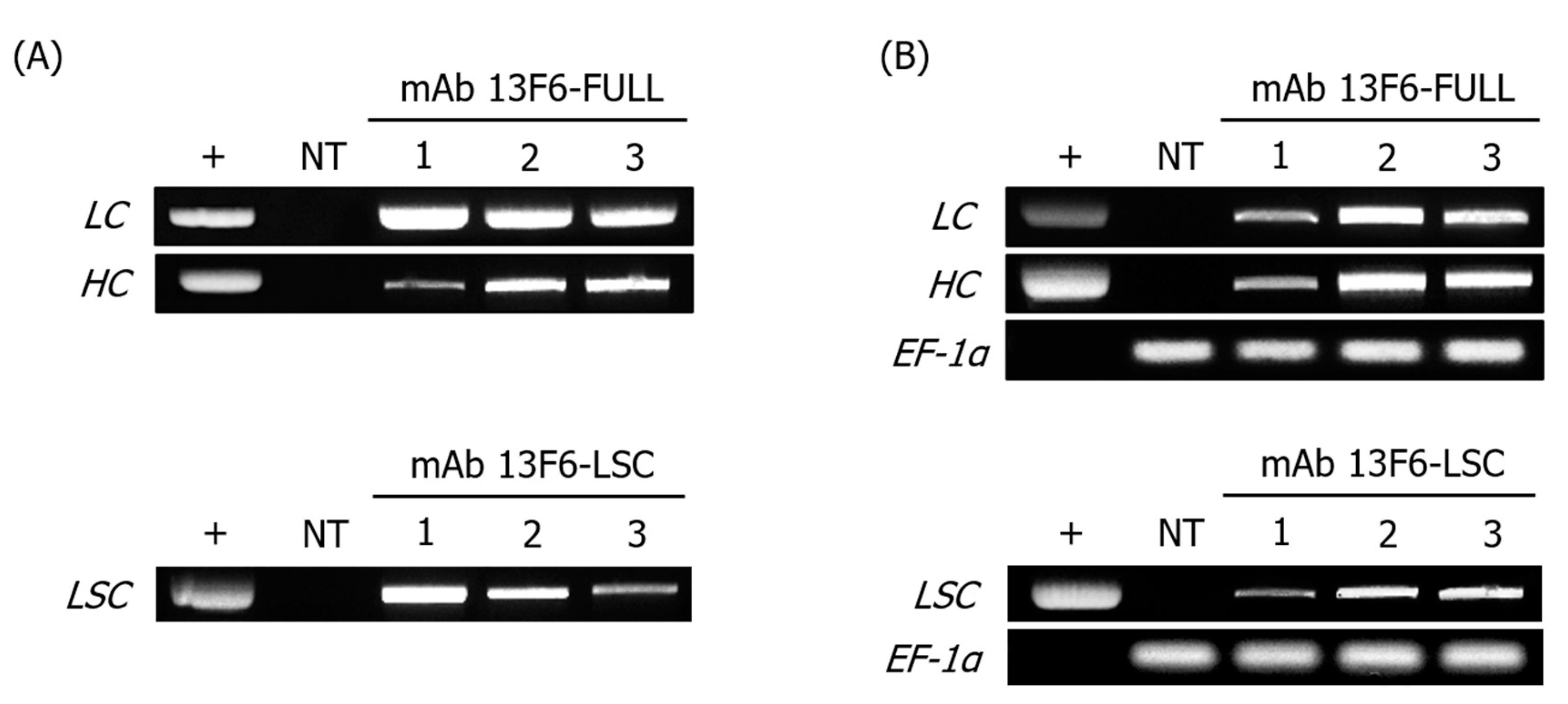 Ijms 21 07007 g002 Ijms 21 07007 g002