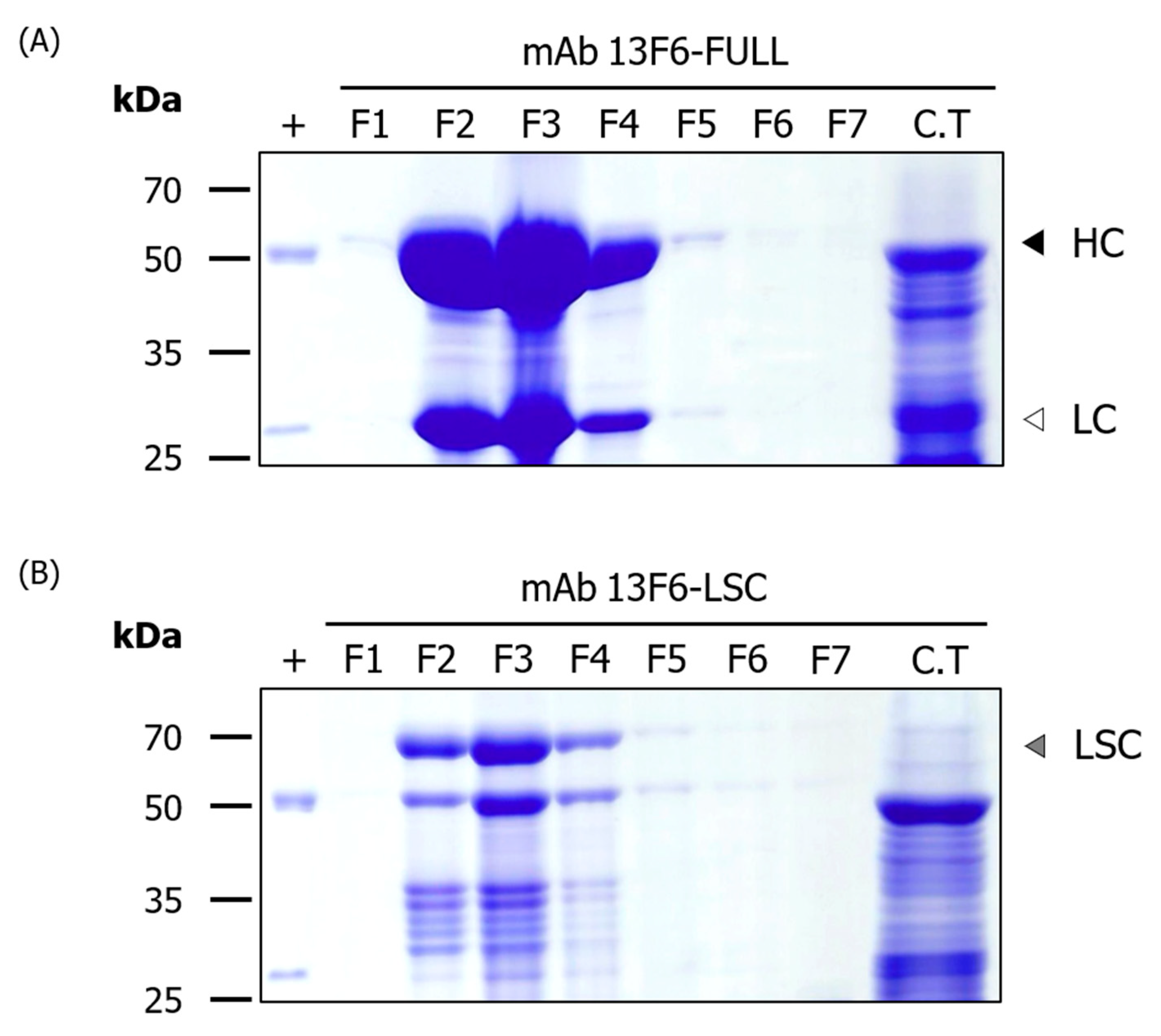 Ijms 21 07007 g004 Ijms 21 07007 g004