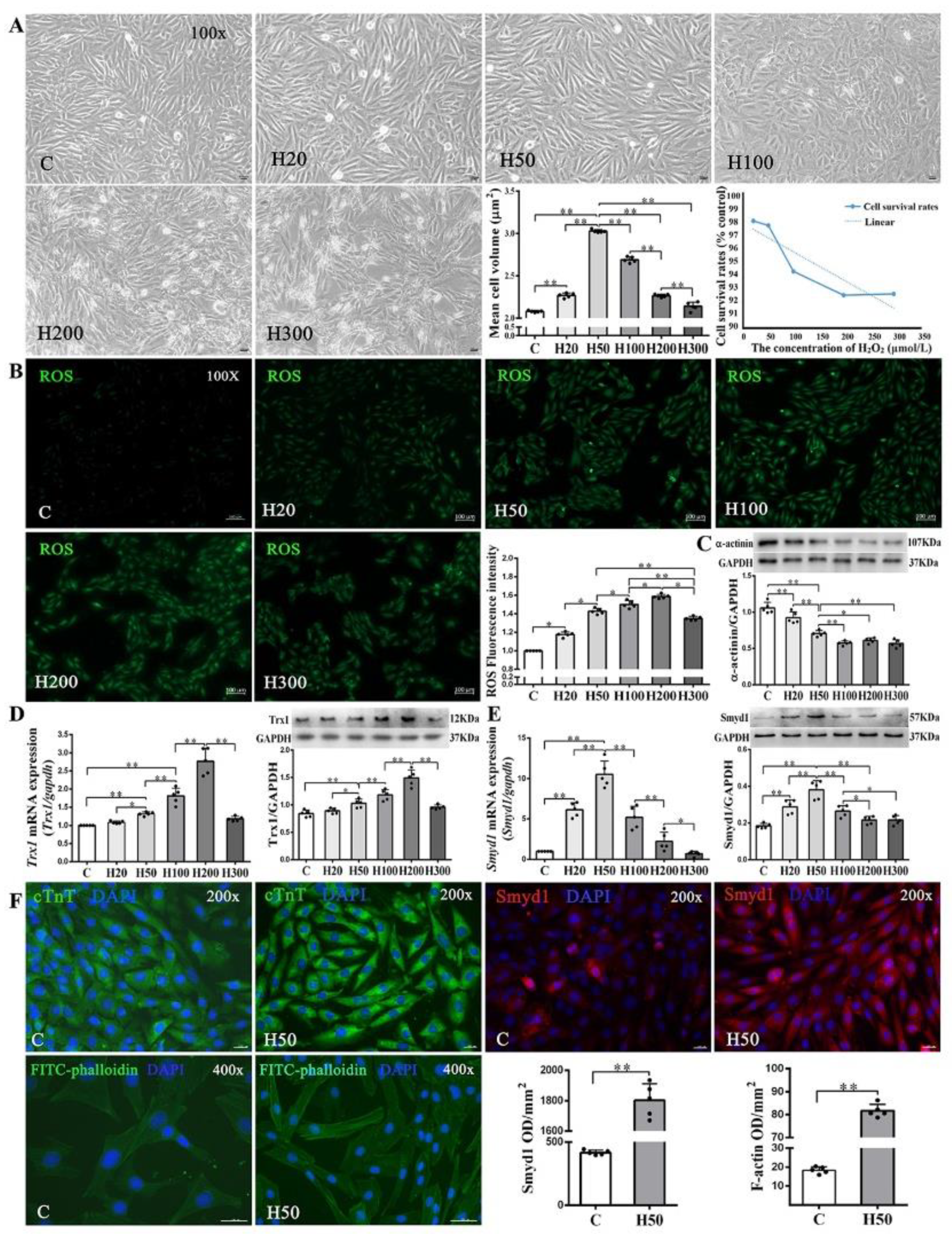 Ijms 21 07010 g005 Ijms 21 07010 g005