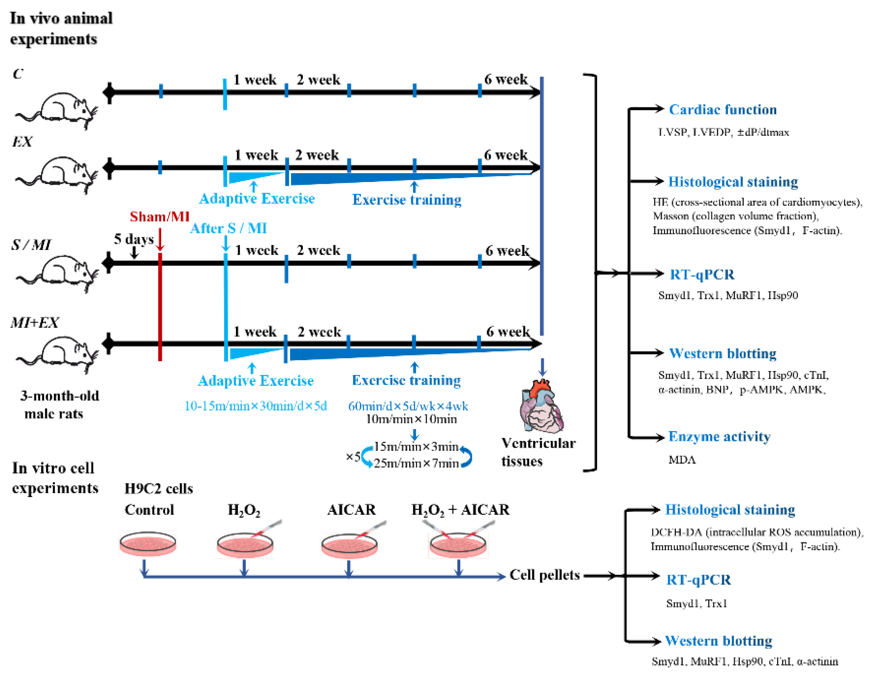 Ijms 21 07010 g008 Ijms 21 07010 g008