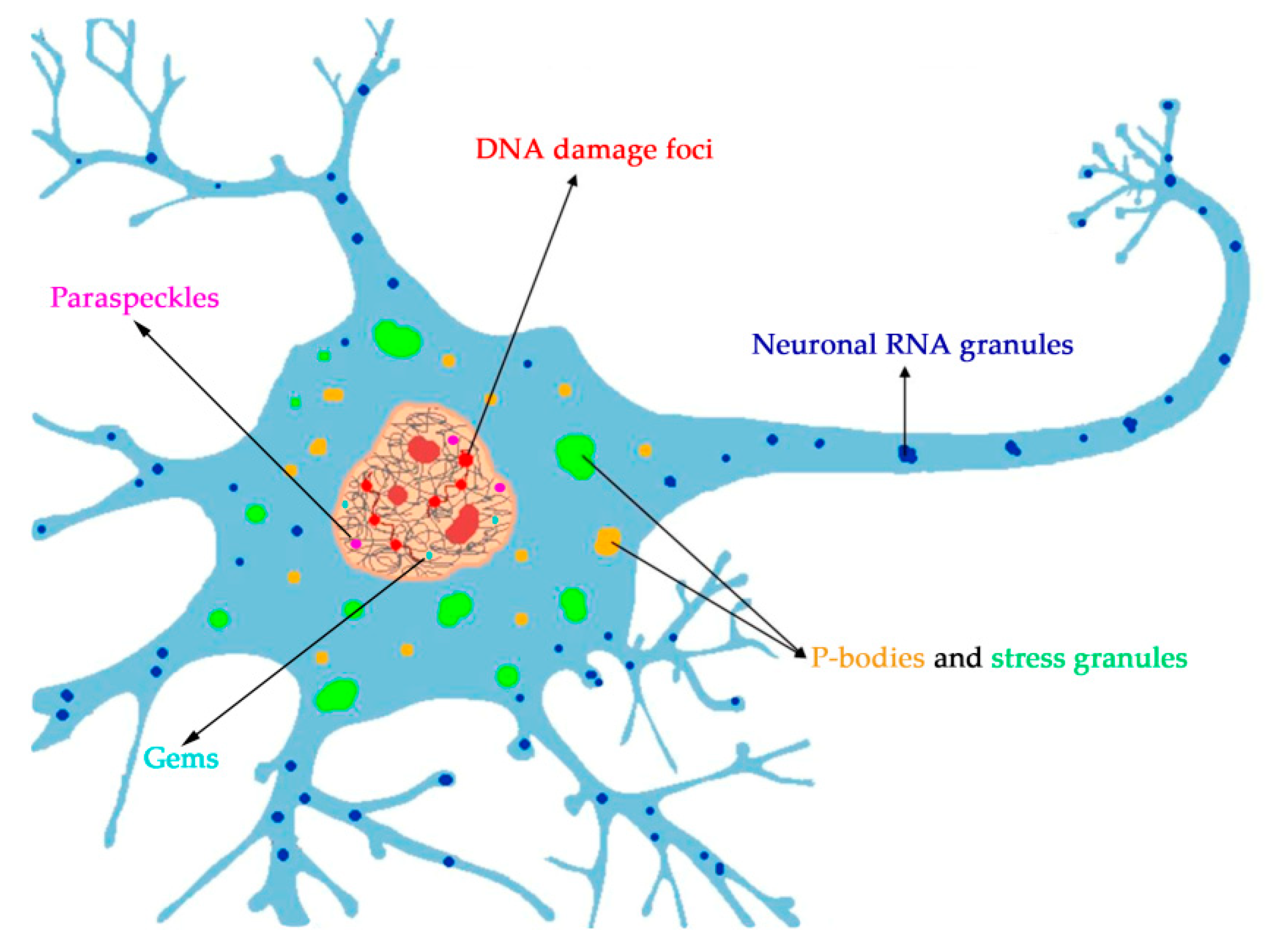 Ijms 21 07020 g002 Ijms 21 07020 g002