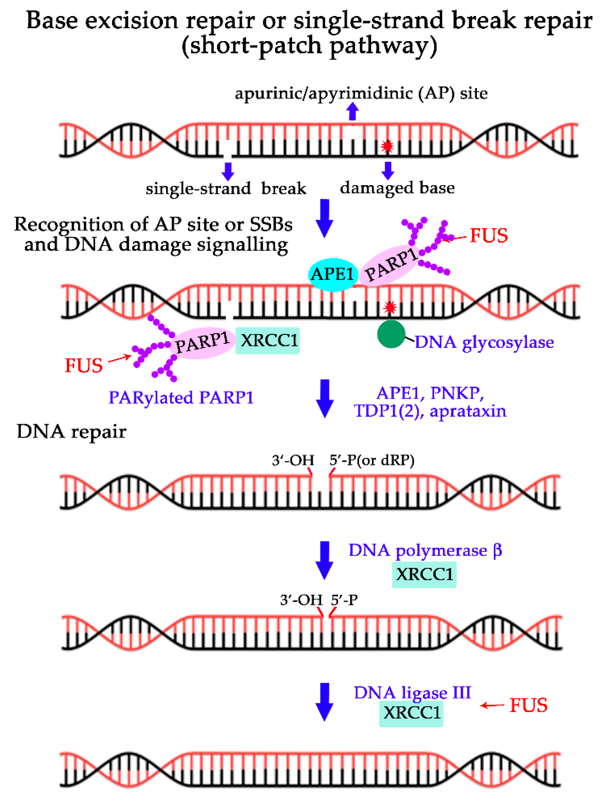 Ijms 21 07020 g004 Ijms 21 07020 g004