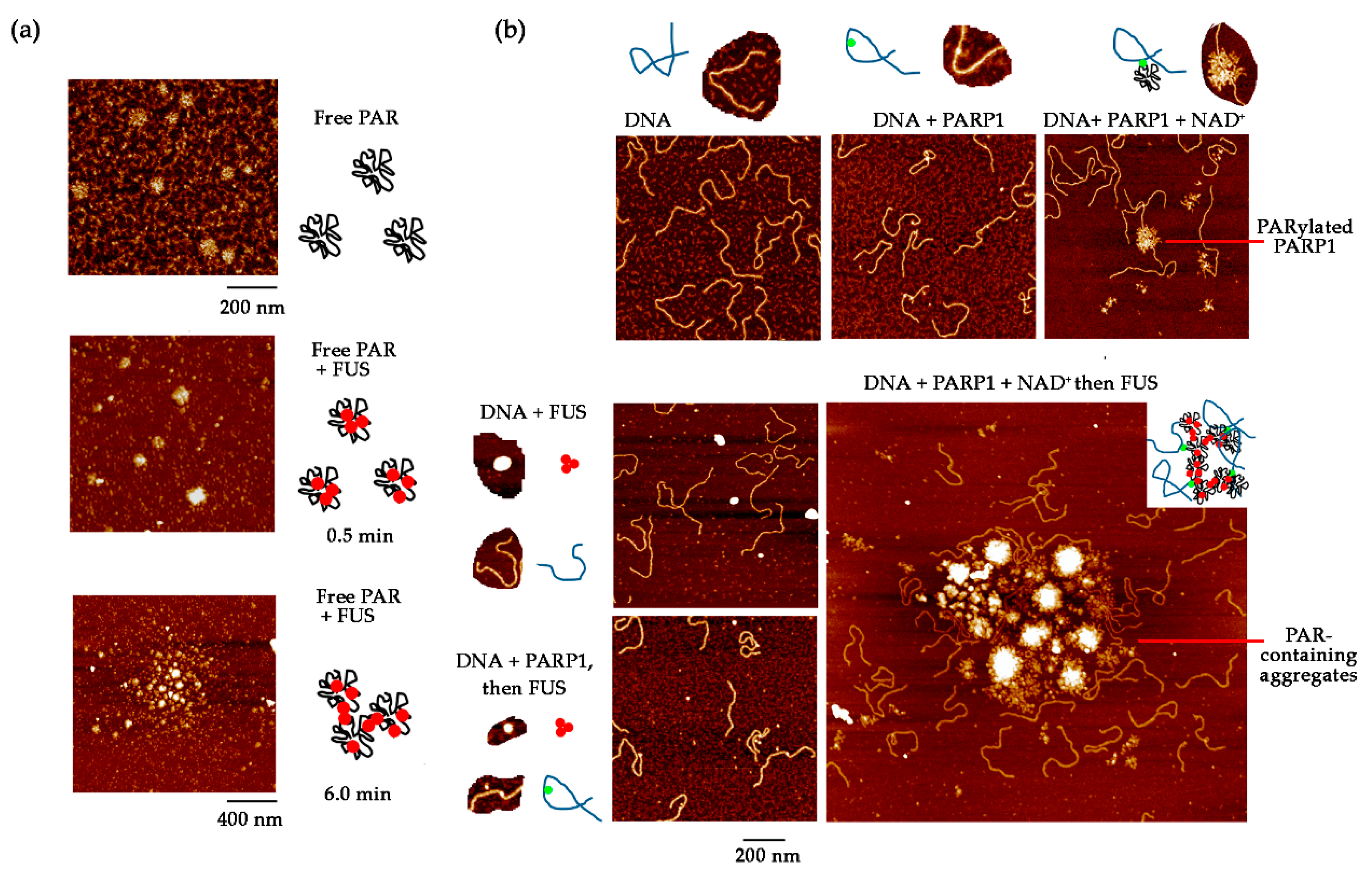 Ijms 21 07020 g006 Ijms 21 07020 g006