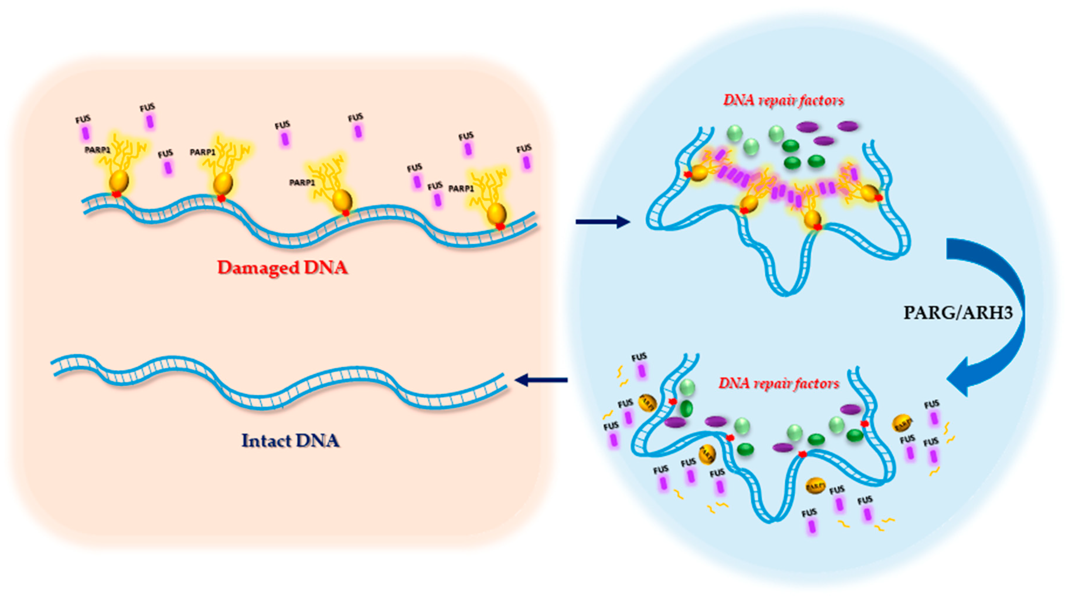 Ijms 21 07020 g007 Ijms 21 07020 g007