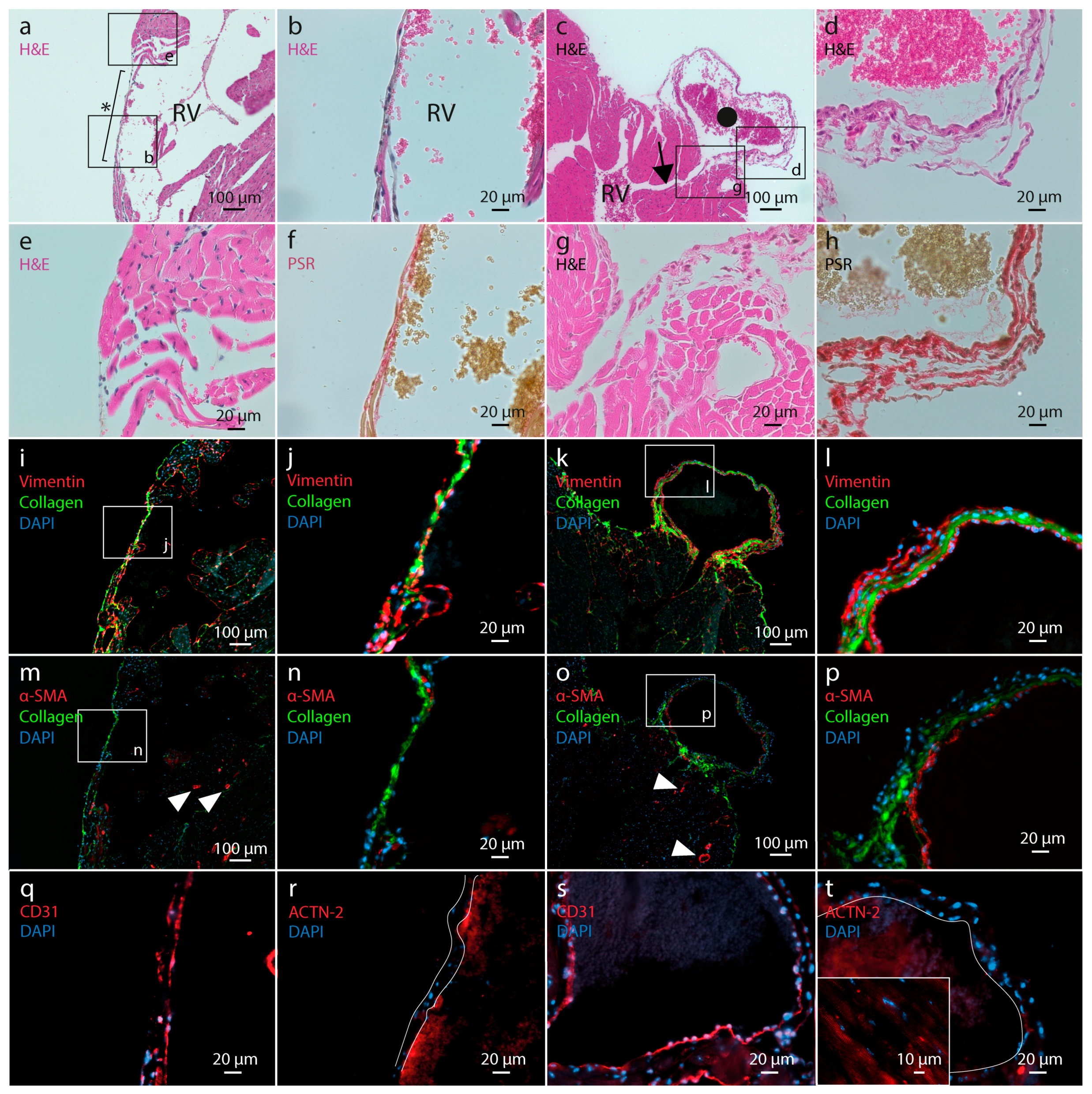 Ijms 21 07024 g003 Ijms 21 07024 g003