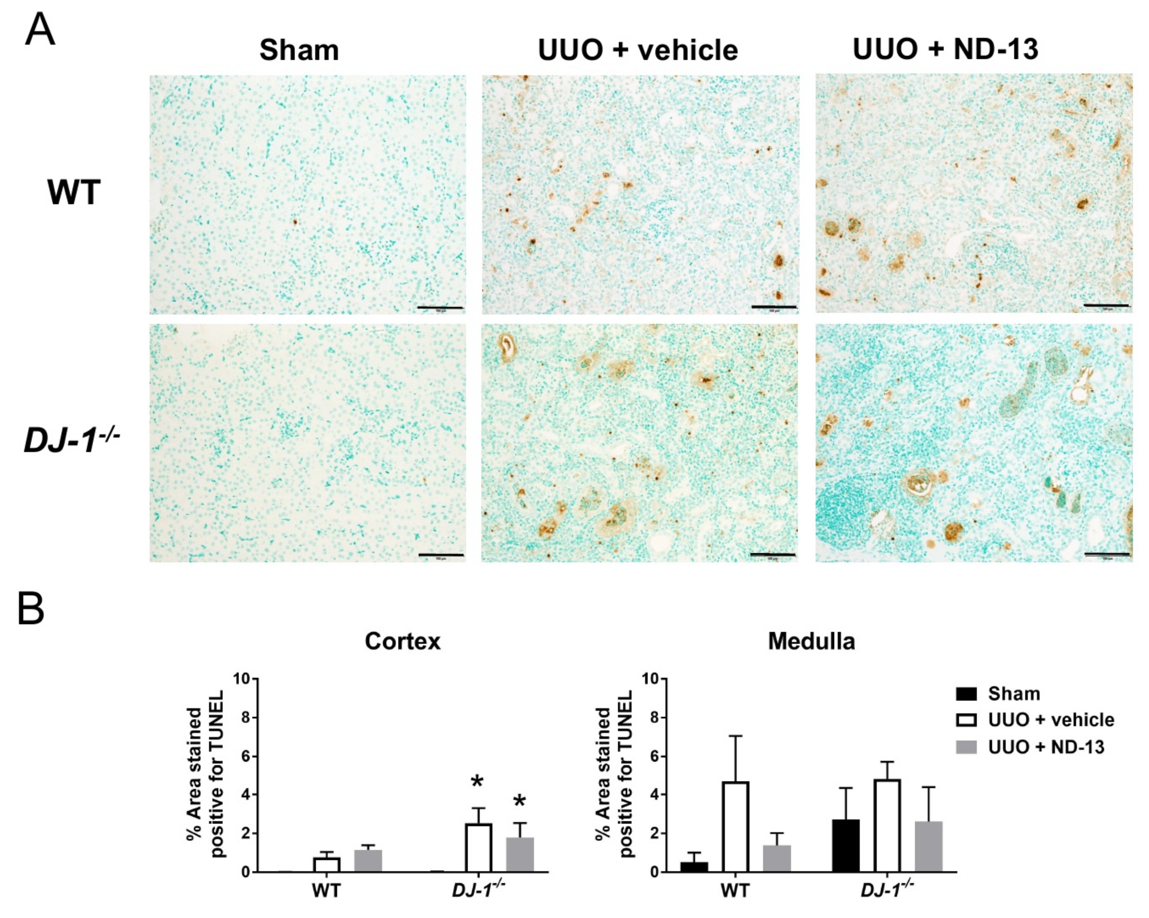 Ijms 21 07048 g004 Ijms 21 07048 g004