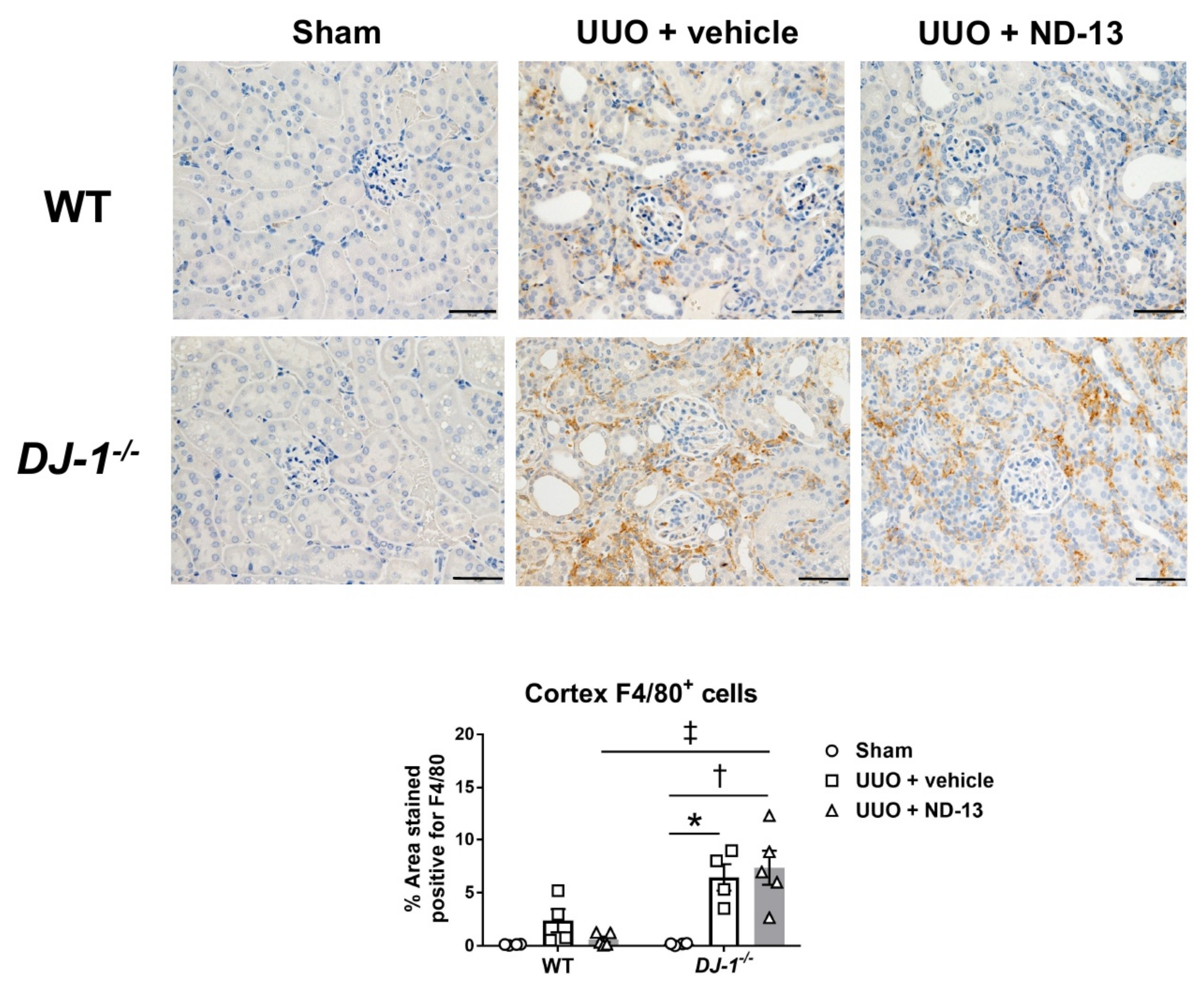 Ijms 21 07048 g007 Ijms 21 07048 g007