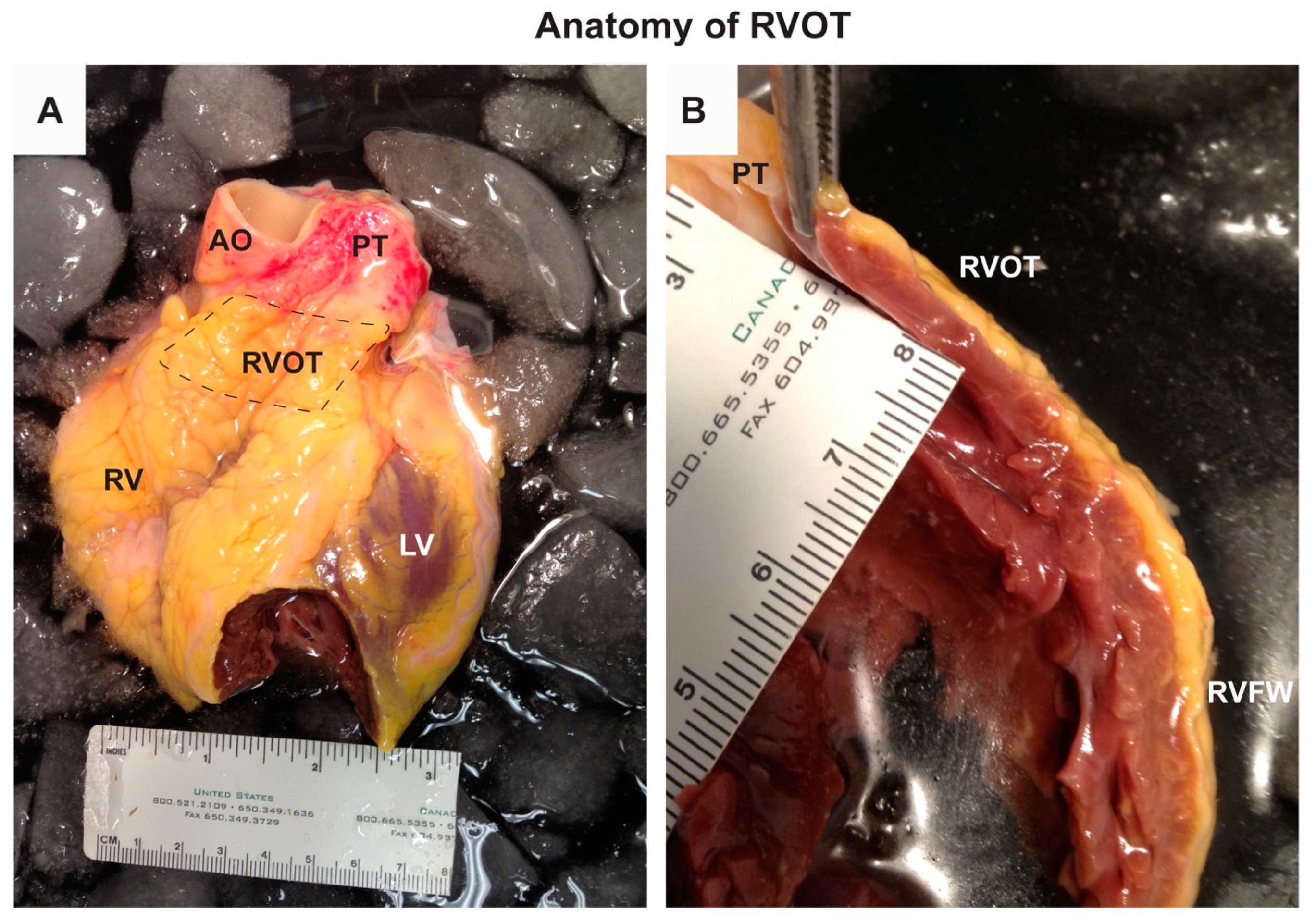 Ijms 21 07051 g001 Ijms 21 07051 g001