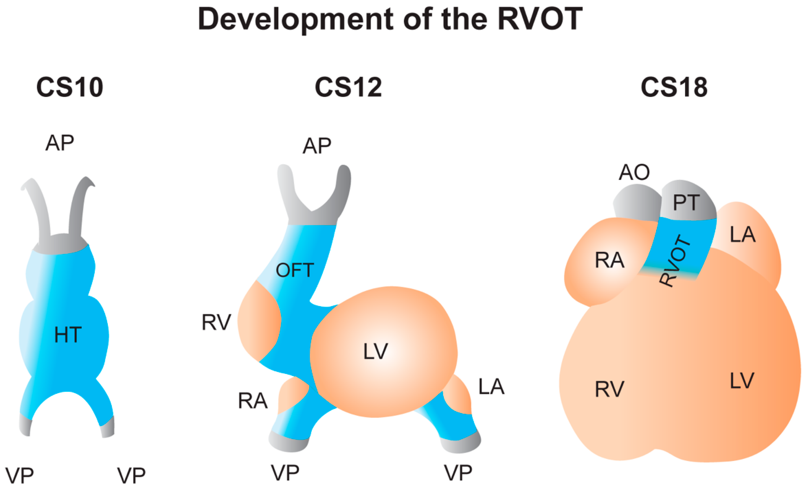 Ijms 21 07051 g002 Ijms 21 07051 g002