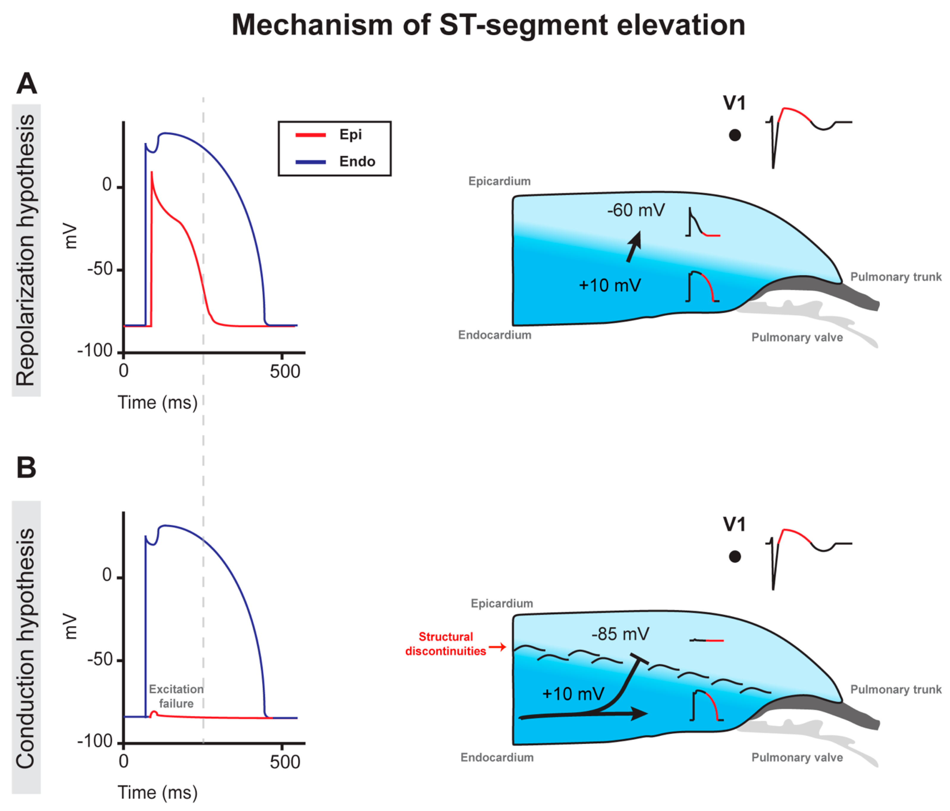 Ijms 21 07051 g003 Ijms 21 07051 g003