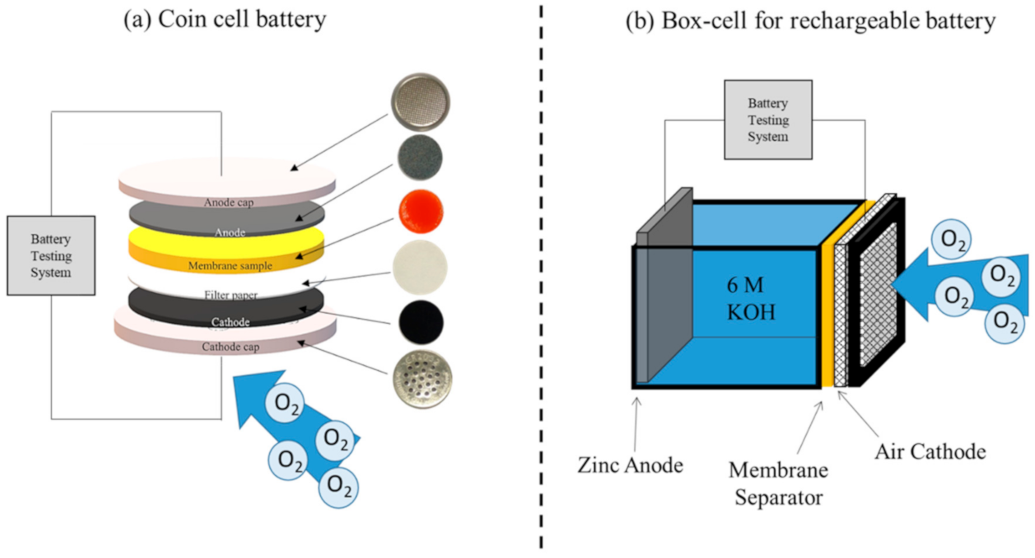 Ijms 21 07052 g008 Ijms 21 07052 g008