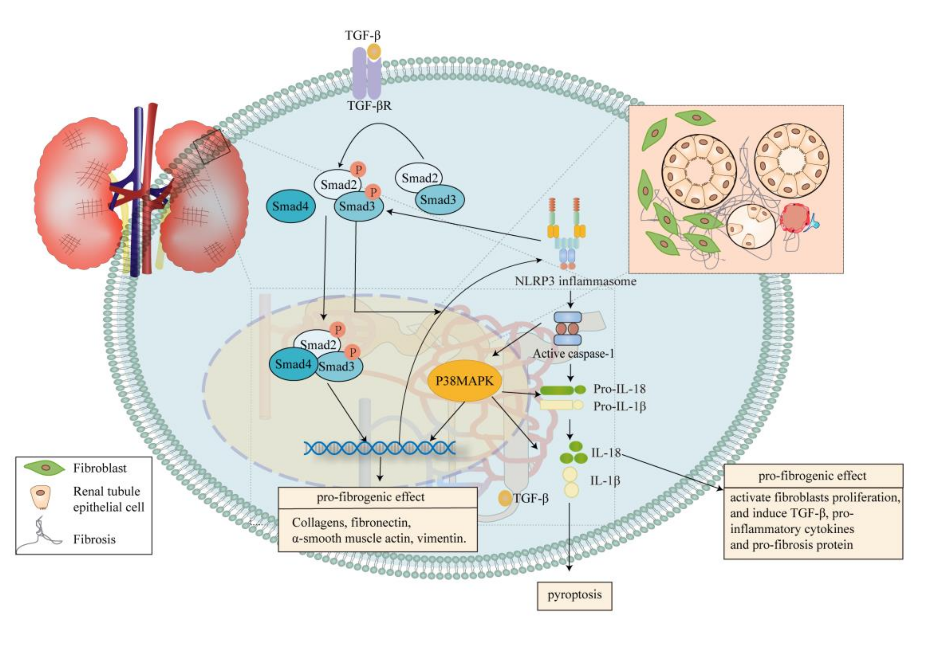 Ijms 21 07057 g005 Ijms 21 07057 g005