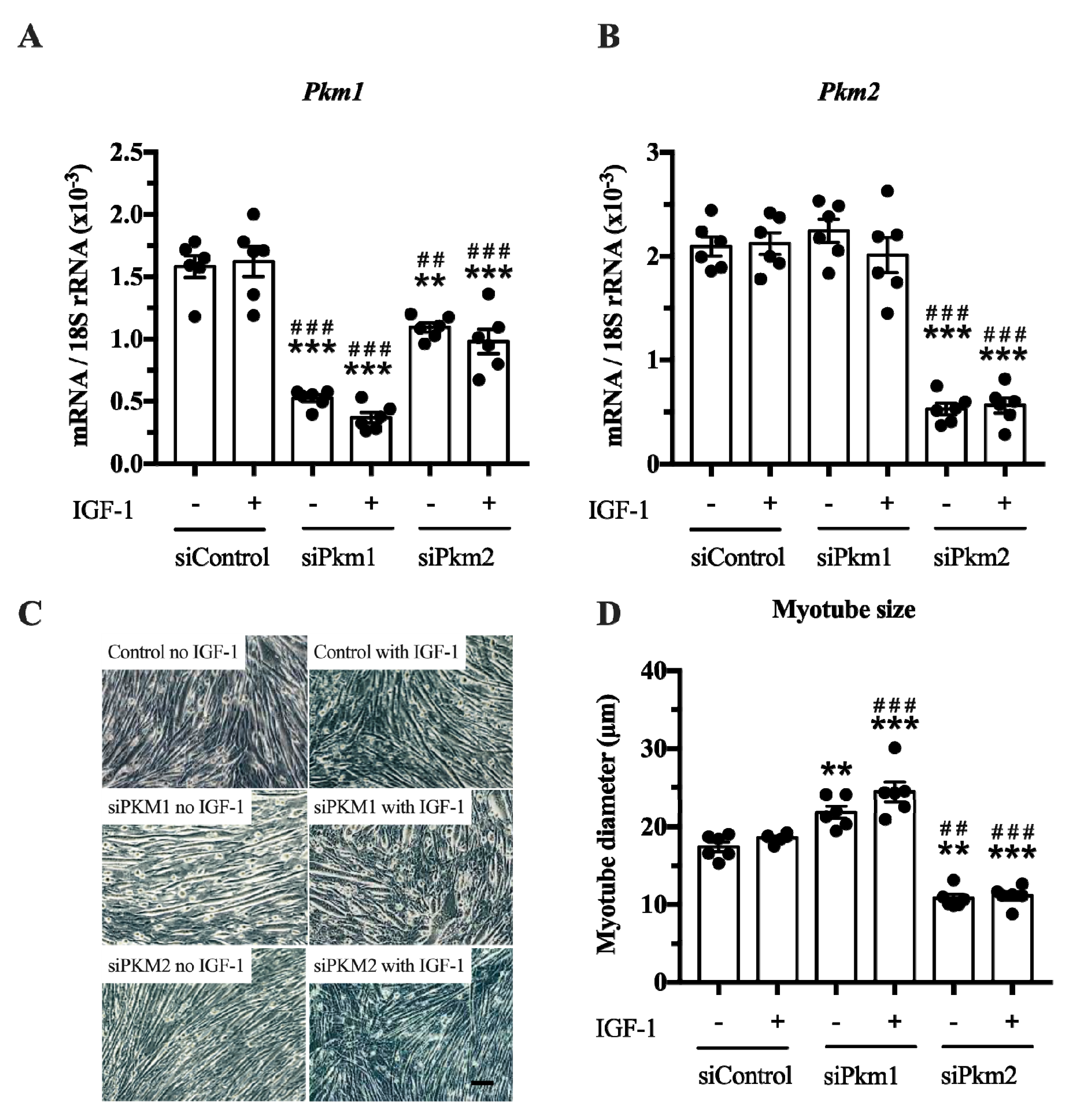 Ijms 21 07062 g004 Ijms 21 07062 g004