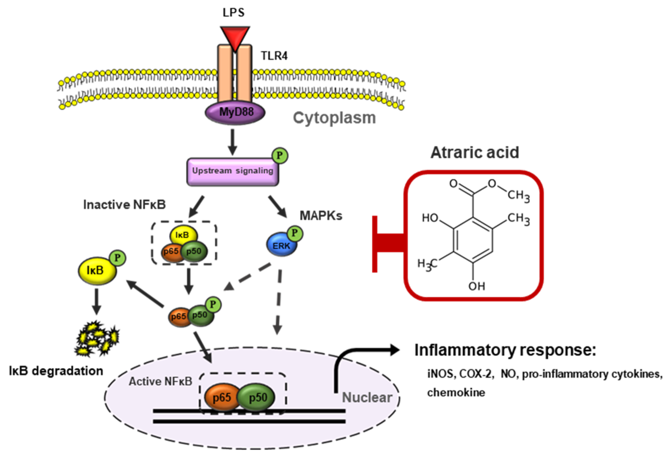 Ijms 21 07070 g008 Ijms 21 07070 g008