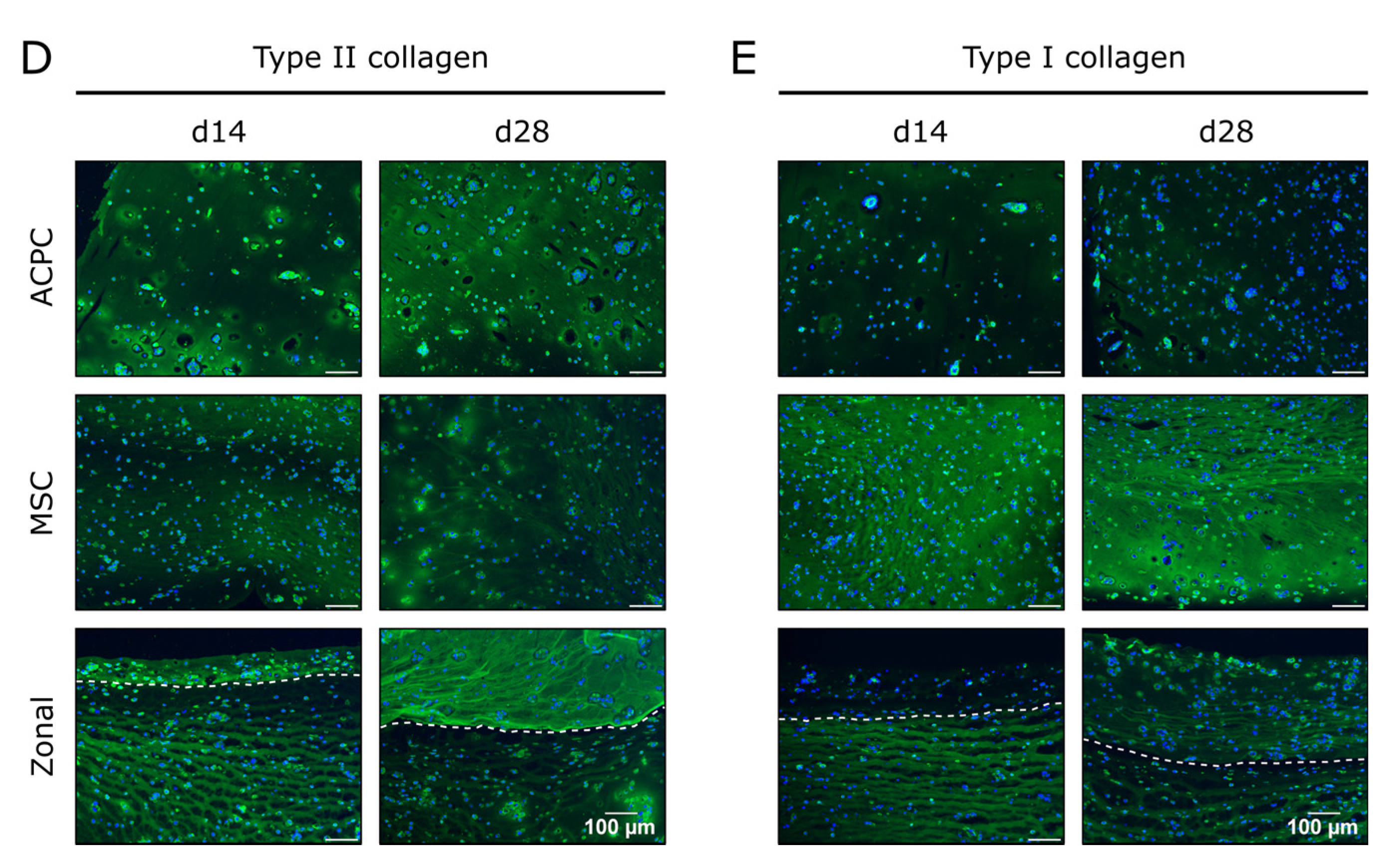 Ijms 21 07071 g004b Ijms 21 07071 g004b