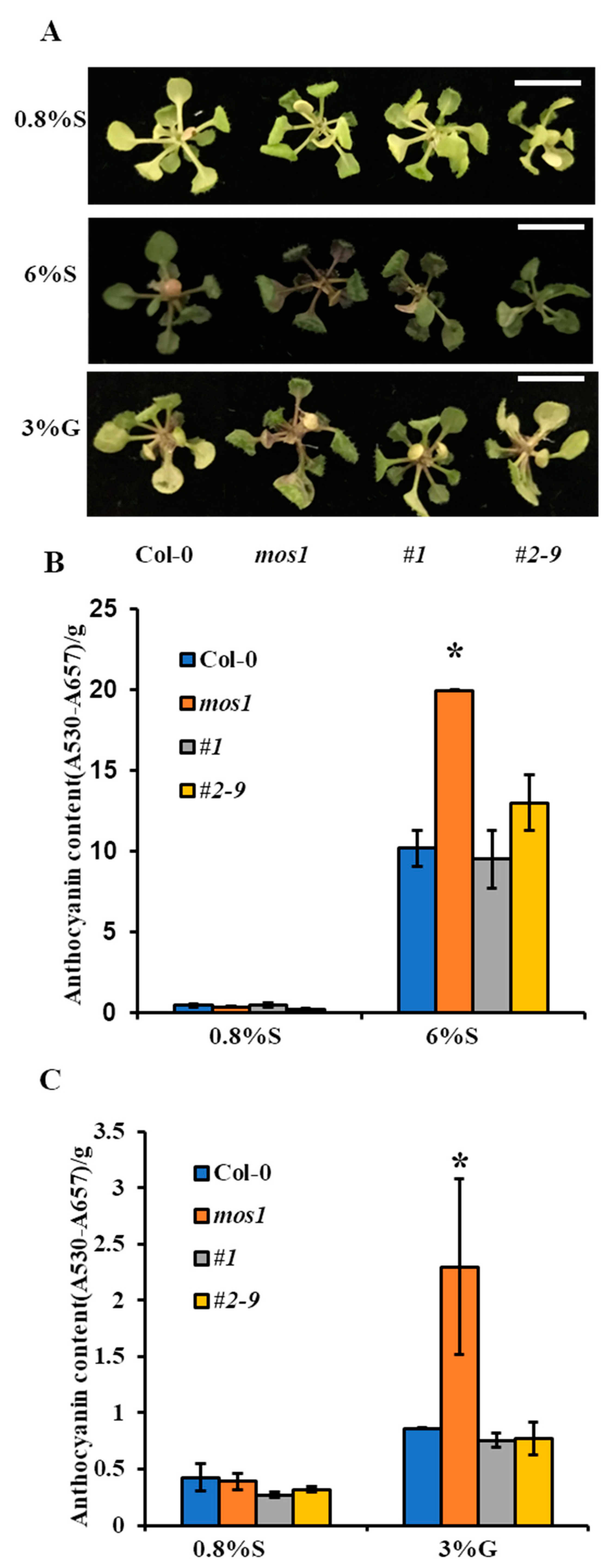 Ijms 21 07095 g004 Ijms 21 07095 g004